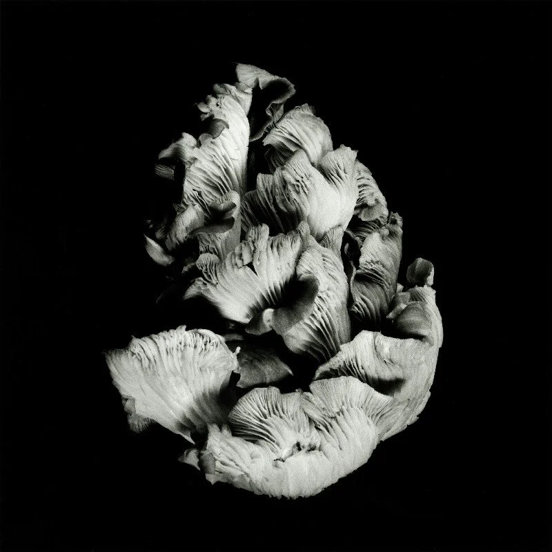 Oyster-Mushroom-45.jpg