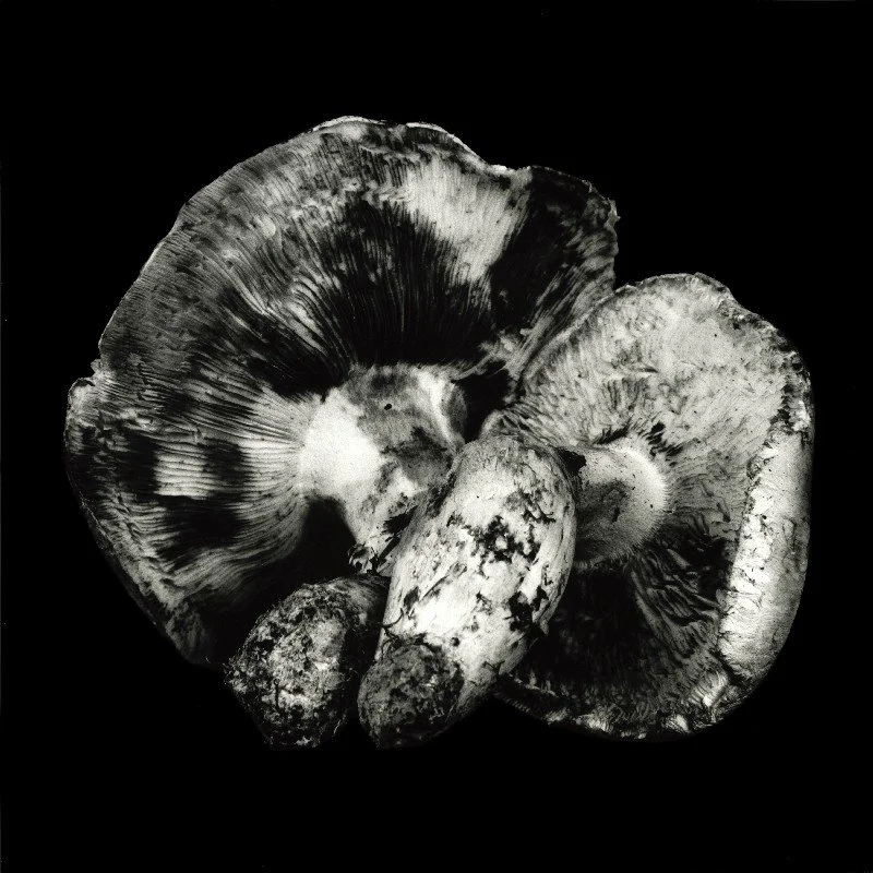 Pine-Mushroom-2.jpg