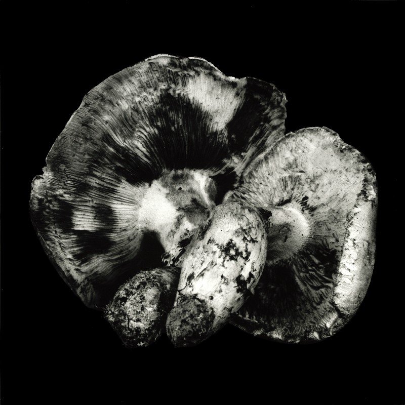 Pine-Mushroom-2.jpg