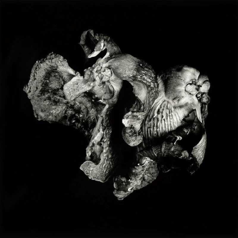 Dale M.Reid Contemporary Fine Art Photography
5 Silver Gelatin Artist Prints
28” x 28”

Camera: Mamiya RZ67 Professional medium format camera with Sekor Z 110mm f/2.8W lens.
Film: Ilford Delta 100 Professional Black & White film. With it being a medi