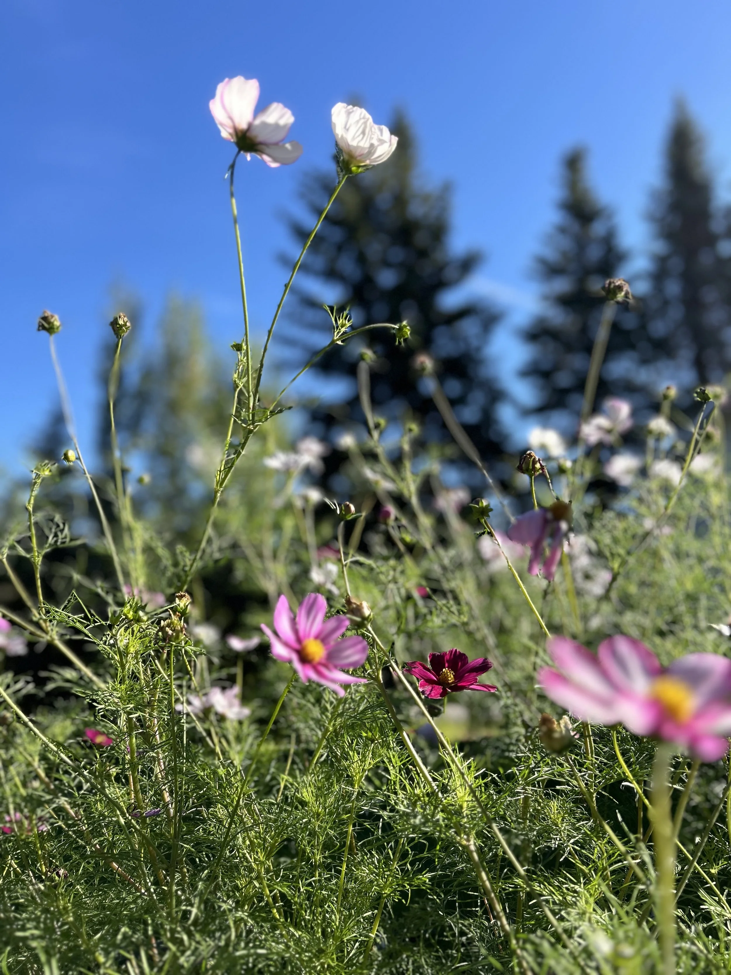 IMG_3528.jpeg