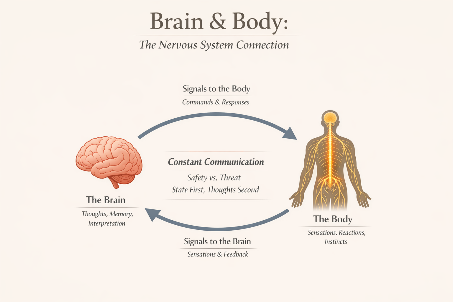 Diagram illustrating the connection between the brain and body, showing the nervous system. The diagram includes a brain on the left and a human figure with nervous system highlighted on the right. Arrows indicate signals to and from the brain and body. Text explains the functions of each part, including thoughts, memory, interpretation, sensations, reactions, instincts, and signals to and from the nervous system.