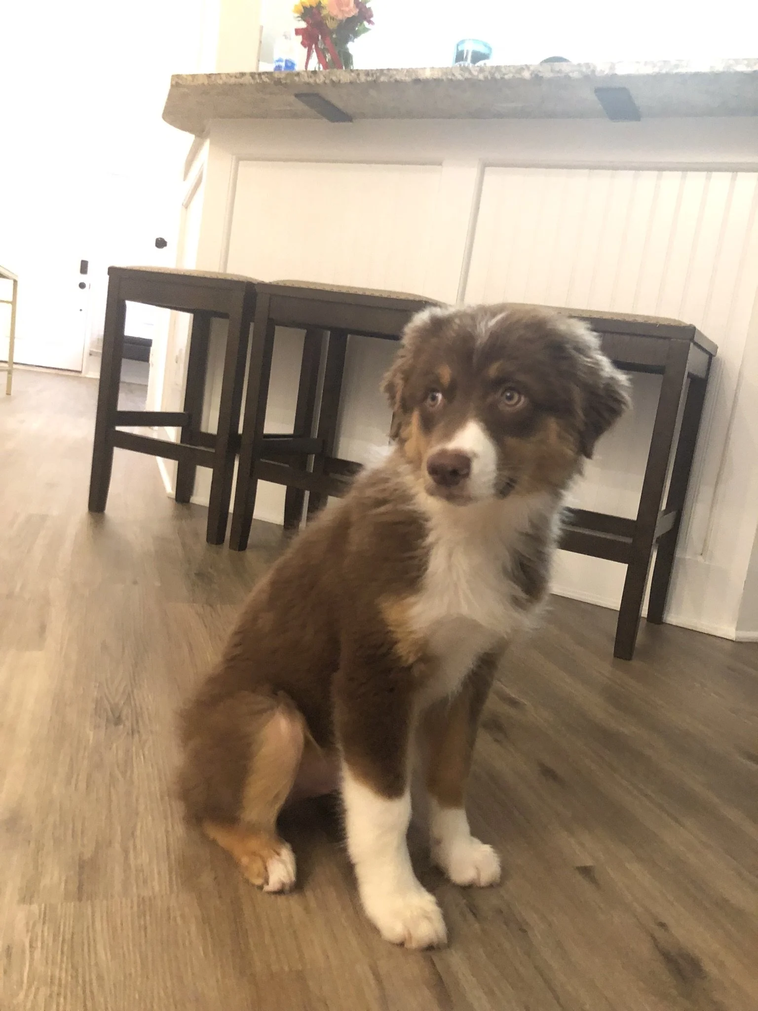 A young Australian Shepherd puppy with a brown, white, and black coat sitting on a wooden floor in a room with a table and chairs in the background. The puppy is looking at the camera.