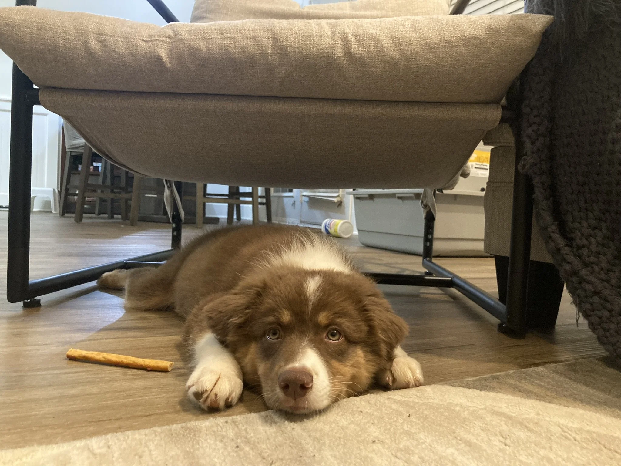 A brown and white puppy lying on a hardwood floor under a table, looking at the camera with a chew stick toy nearby.