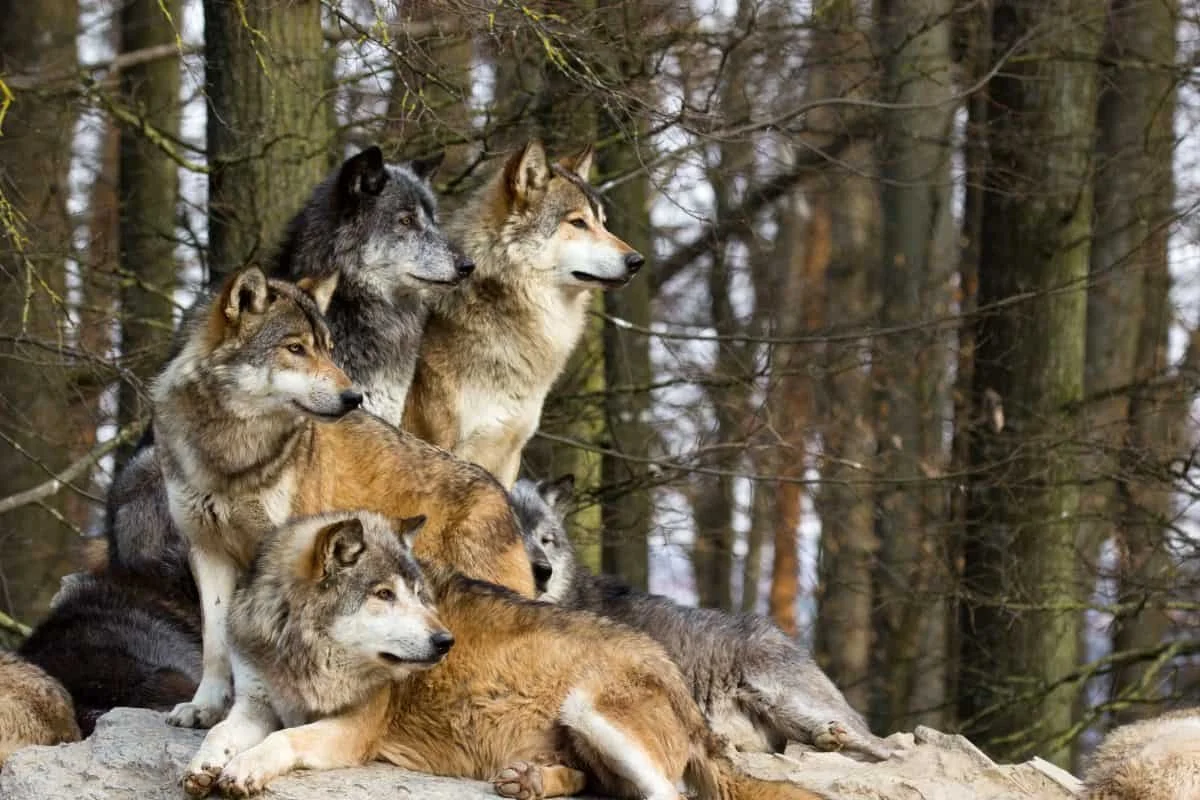 Group of wolves resting on a rock in a forest with leafless trees.