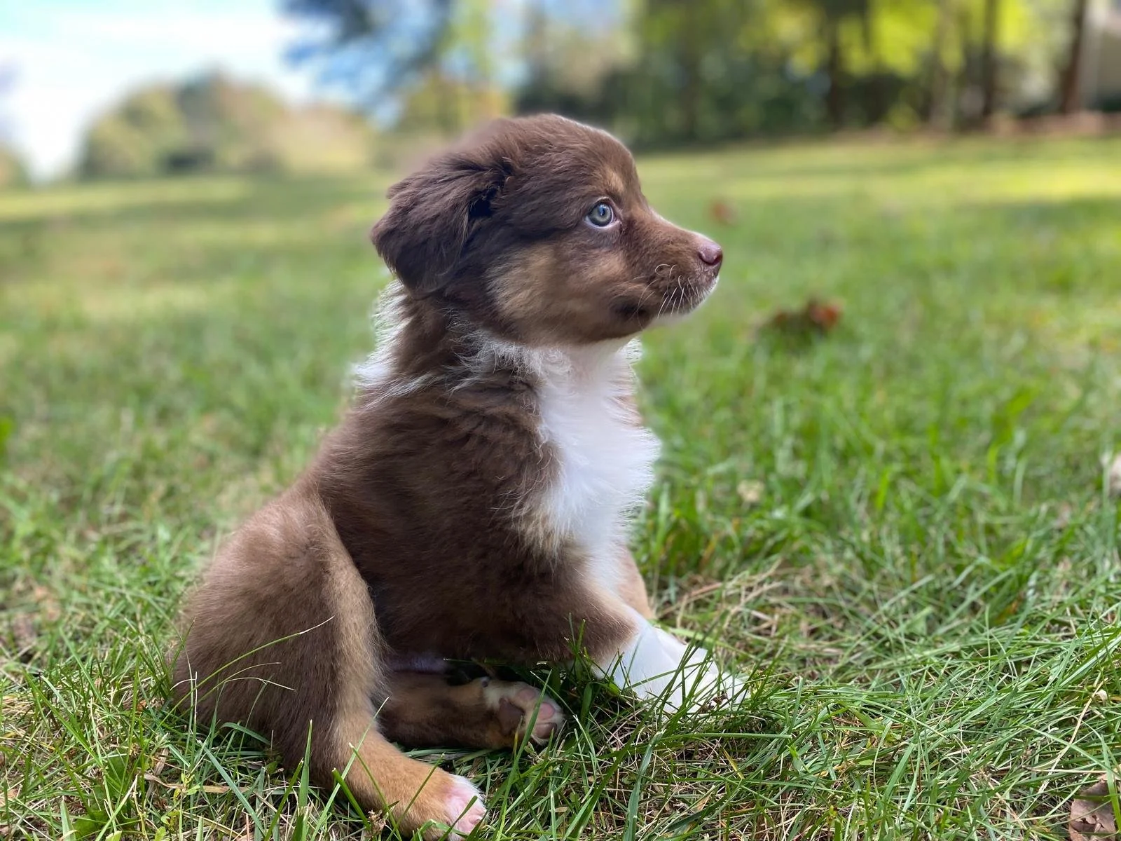 A young brown and white puppy with blue eyes sitting on grass in a park-like setting with trees in the background.