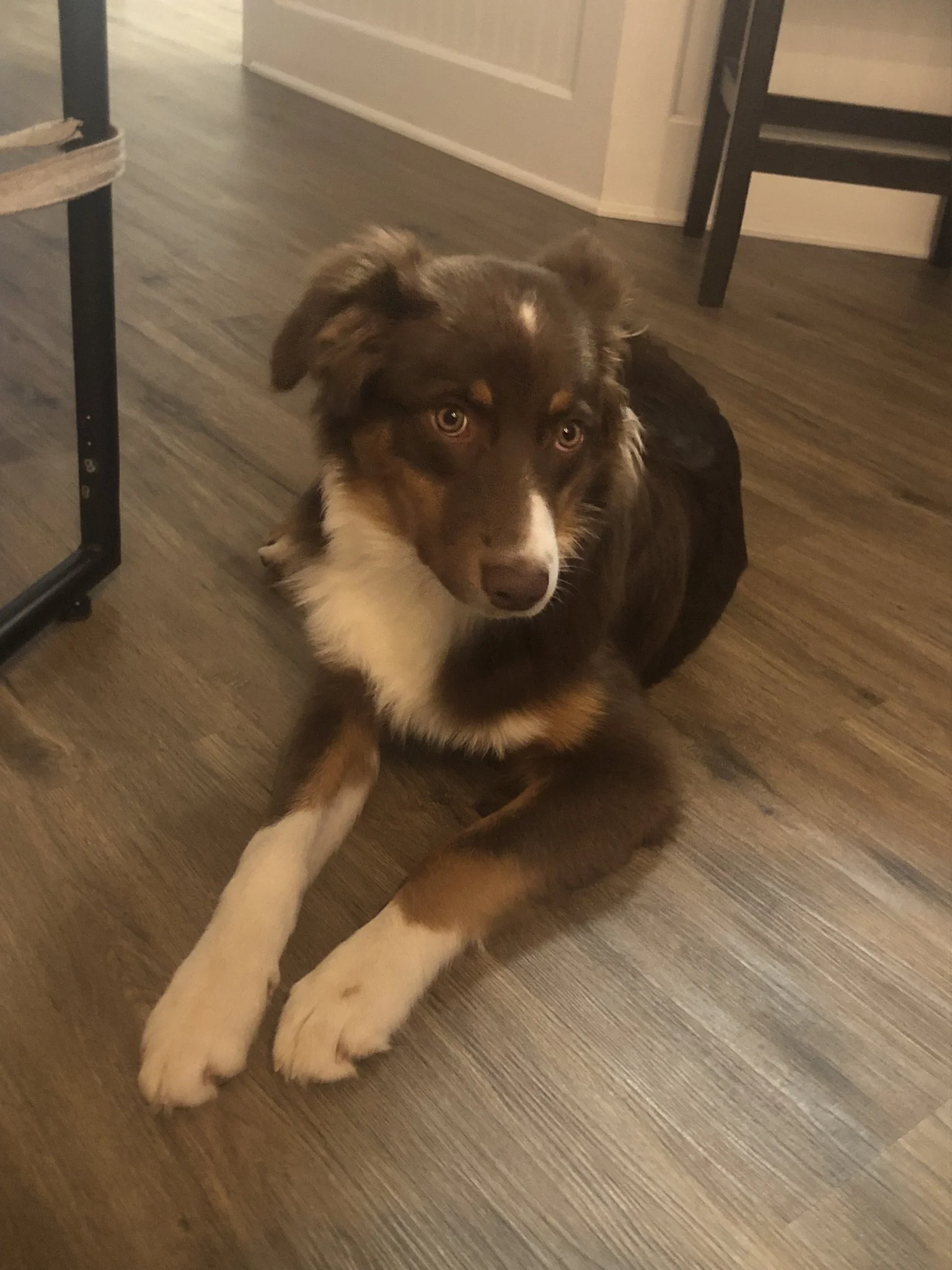 A brown and white dog lying on a wooden floor, looking up at the camera. Its front paws are shown, with a person’s leg partly visible in the foreground.