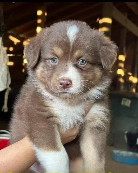A brown and white puppy with blue eyes being held up, with a rustic indoor background.