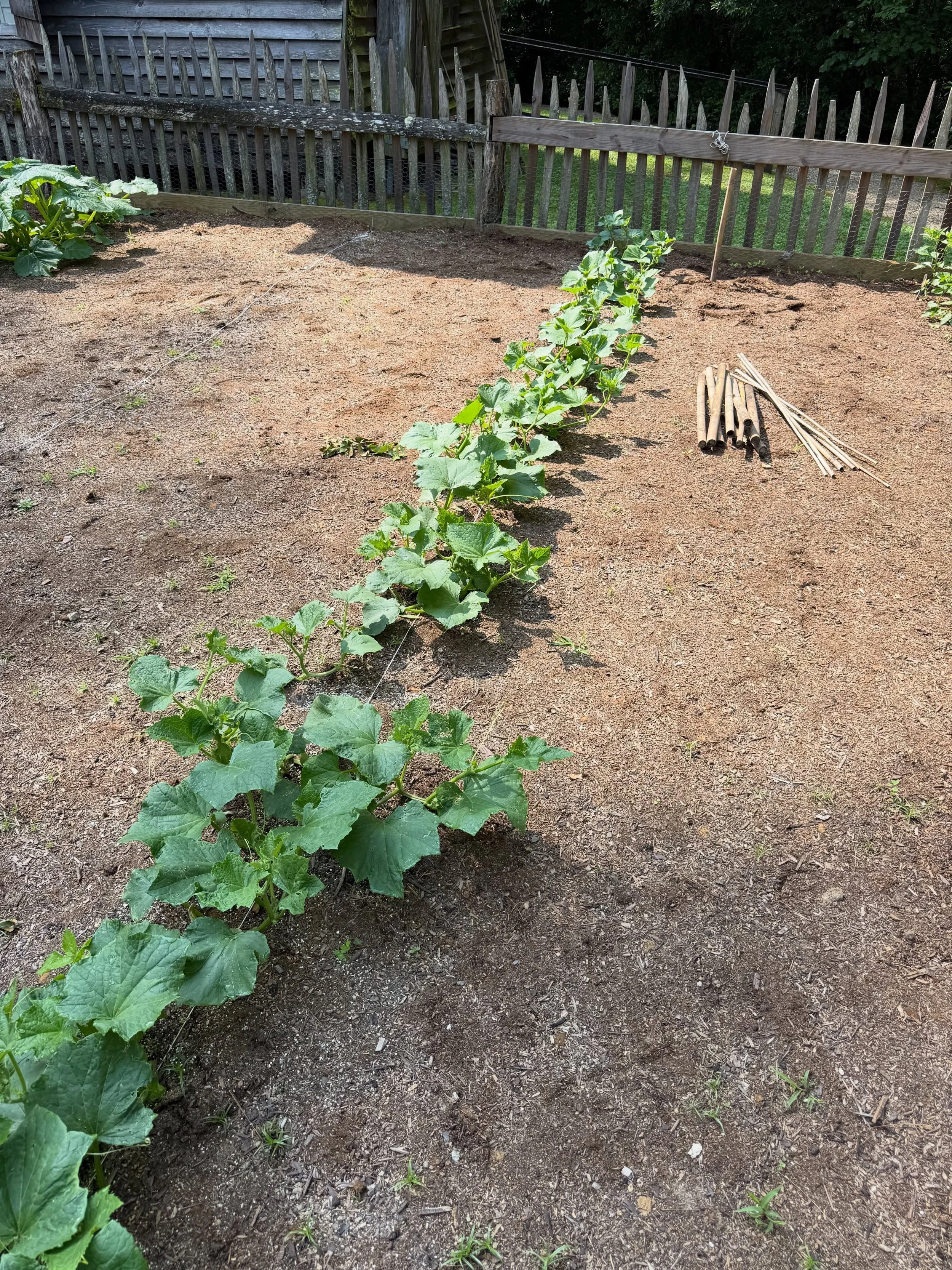 Every cucumber needs a little support &mdash; and so does a first-year gardener 😄 Learning to build bamboo plant supports at the Cashiers Historic Society&rsquo;s historic vegetable garden. Next year these hands will be tending the whole plot, with 