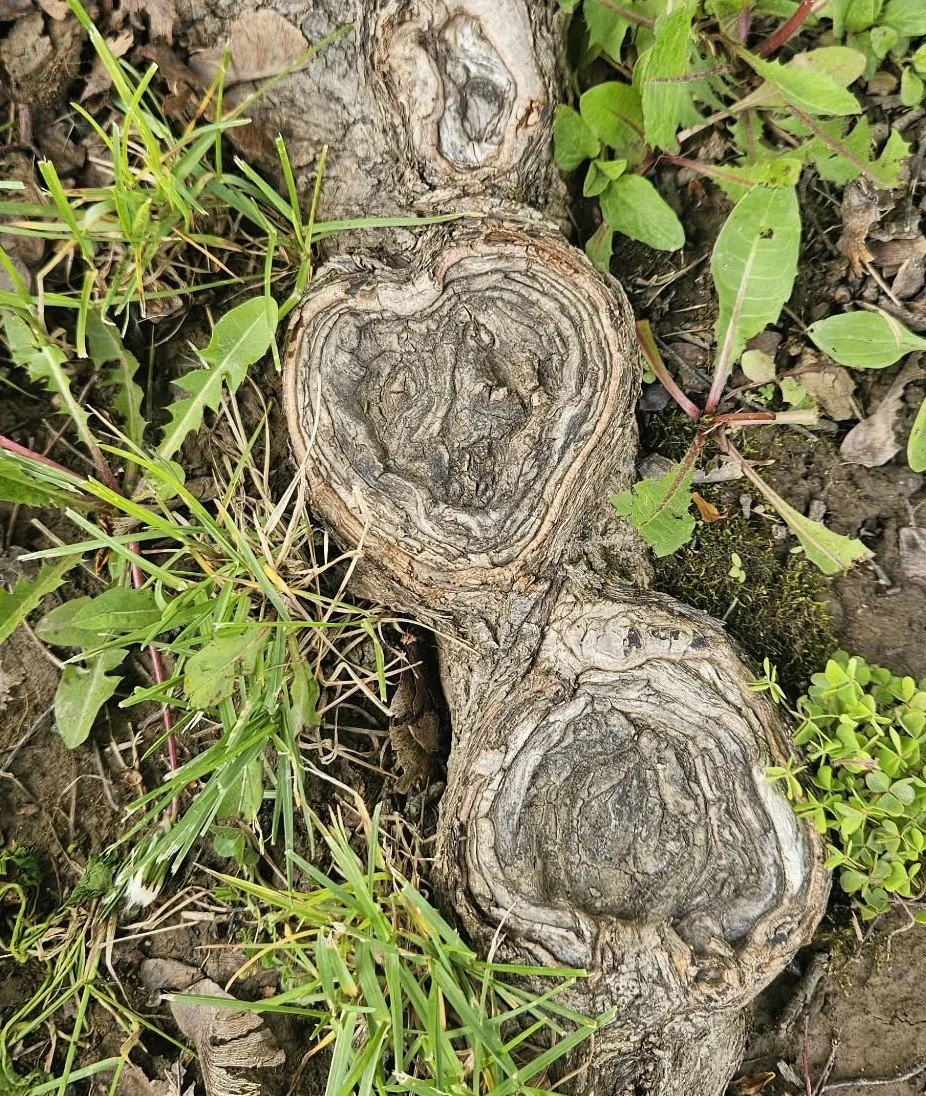 Close-up of a tree root with a natural heart-shaped pattern surrounded by grass and earth.