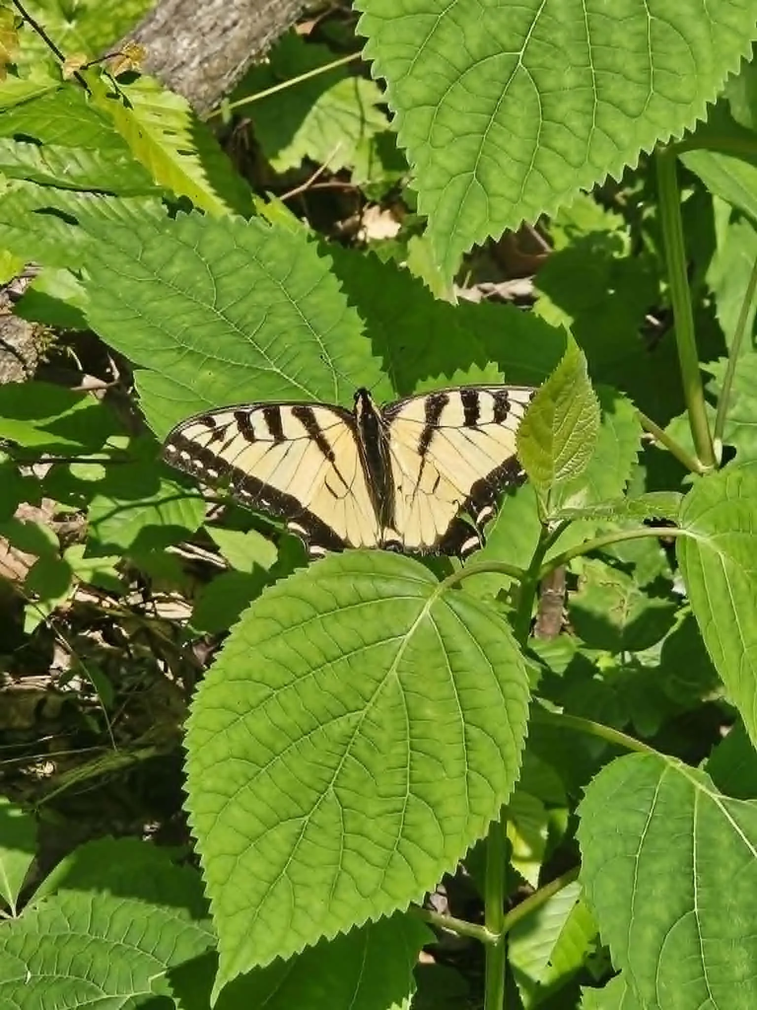 butterfly in a shrub start where you are breathe  take a moment