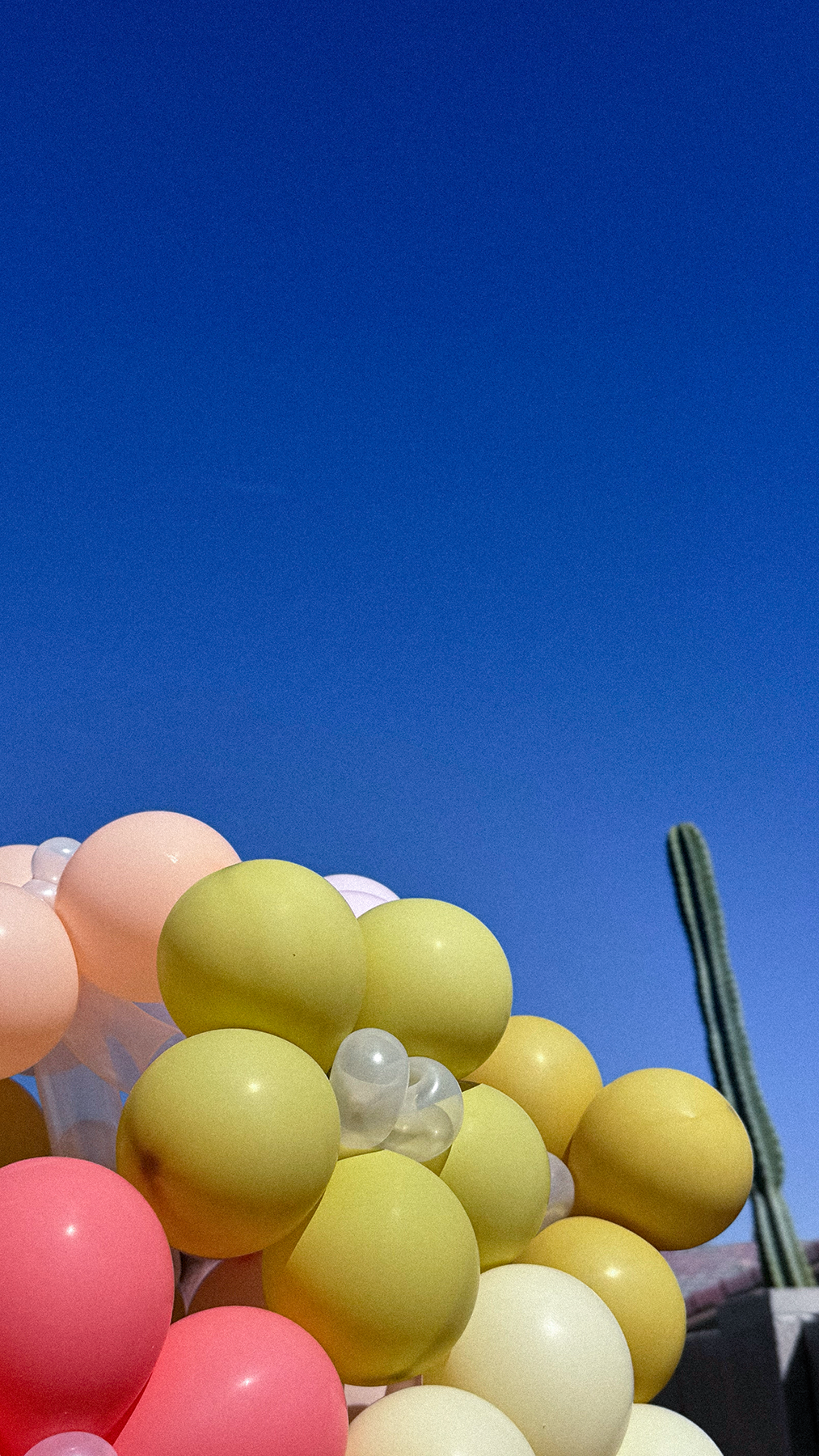 A cluster of colorful balloons in shades of pink, yellow, peach, and white against a clear blue sky, with a tall cactus visible in the background.