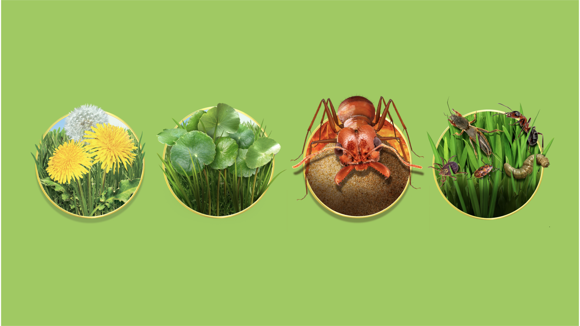 Sequence of images showing dandelions, water pennywort, soil, and pests including an ant, grub, and various insects.