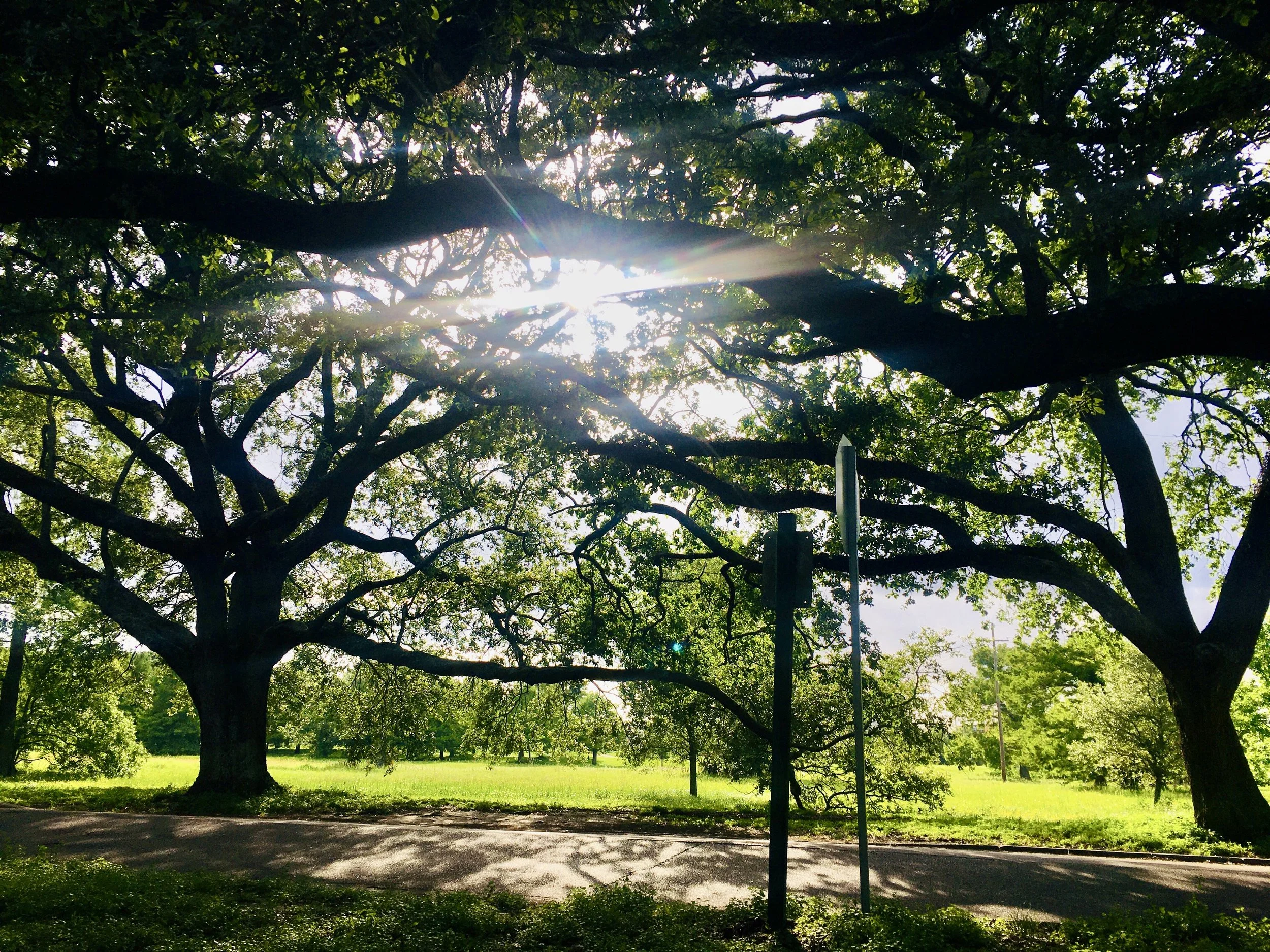 Large mature trees with thick branches and green leaves, sunlight shining through the canopy, grass, and a paved path in a park.