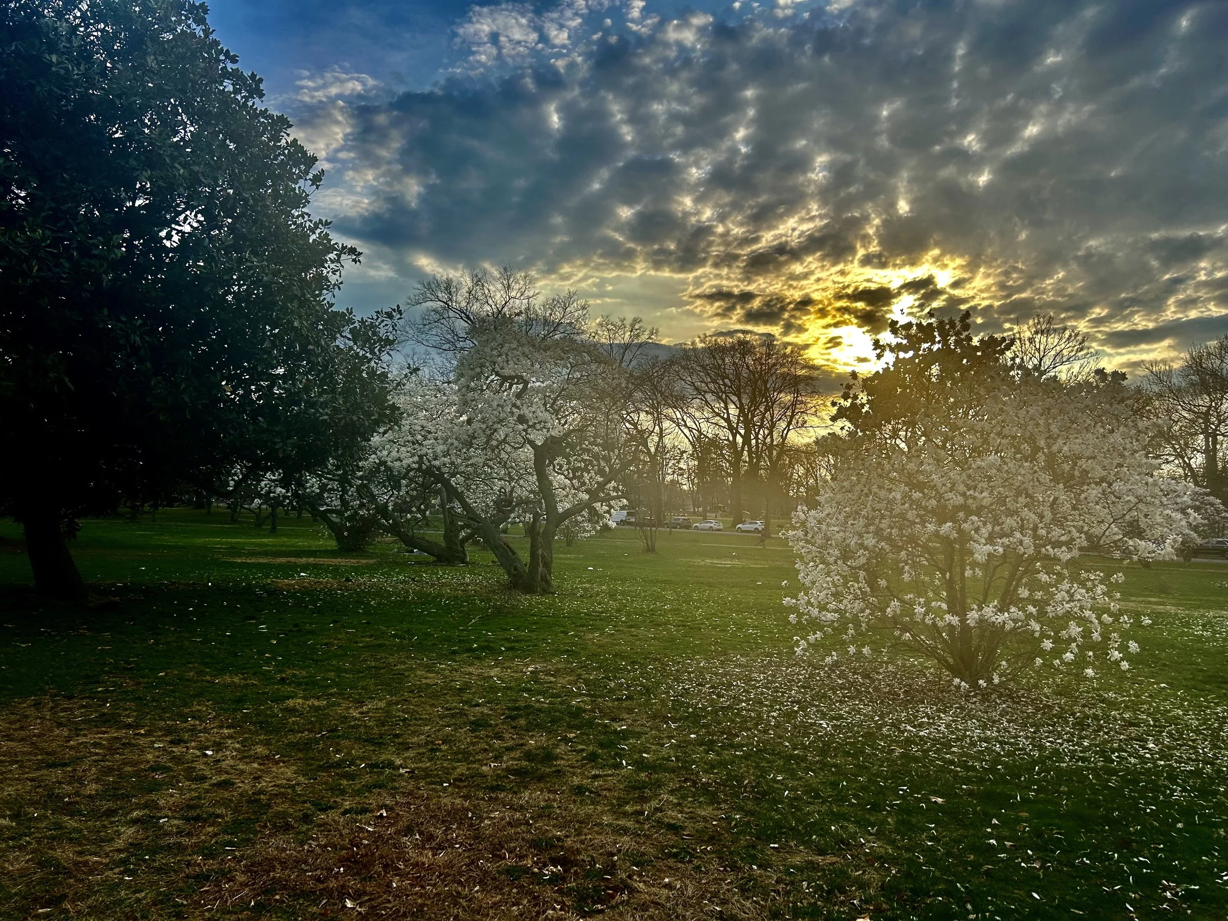 A park scene at sunset with flowering trees and a sunset sky with clouds.