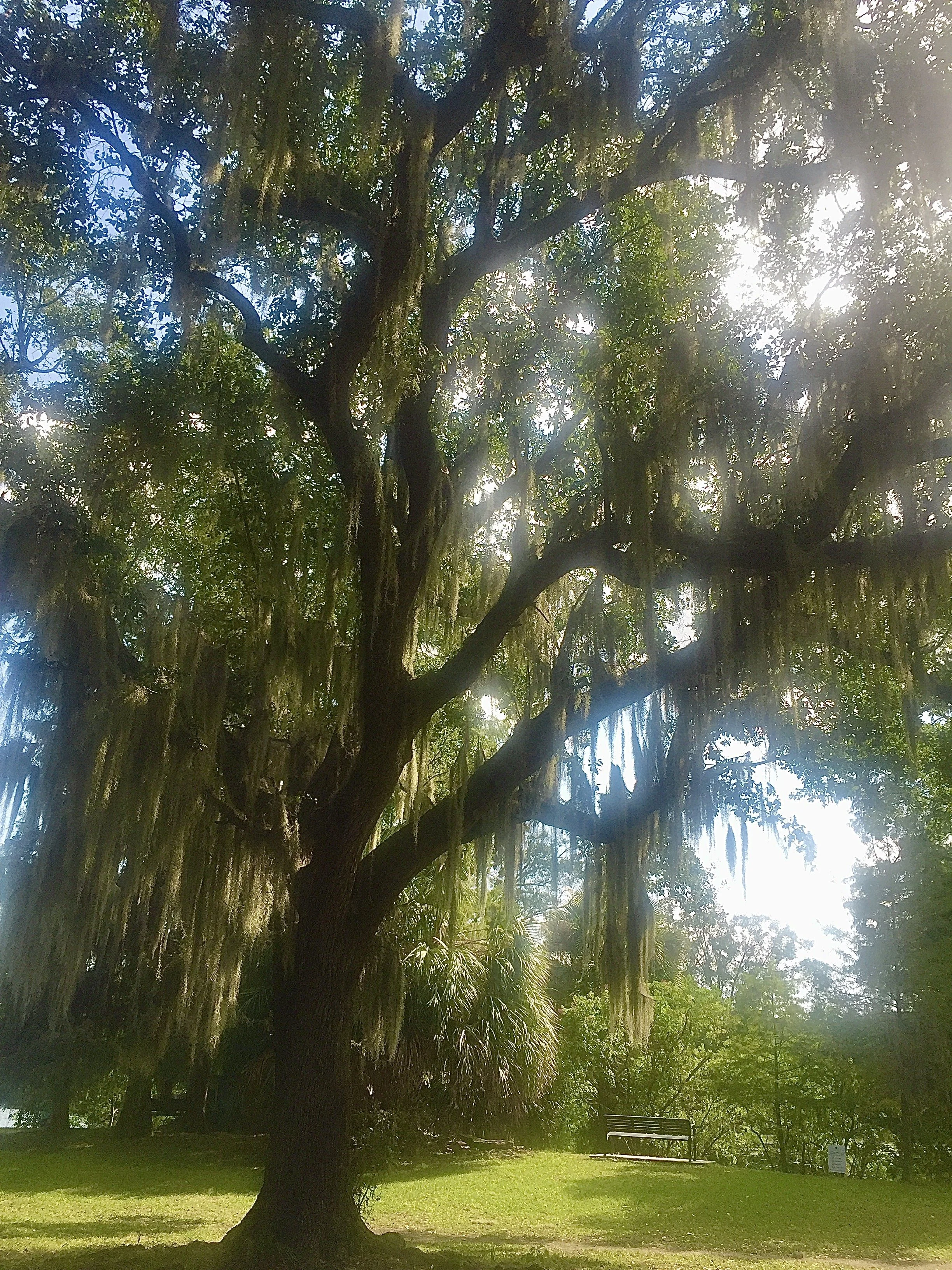 A large tree with hanging moss in a park on a sunny day, with a green grassy area, a bench, and trees in the background.