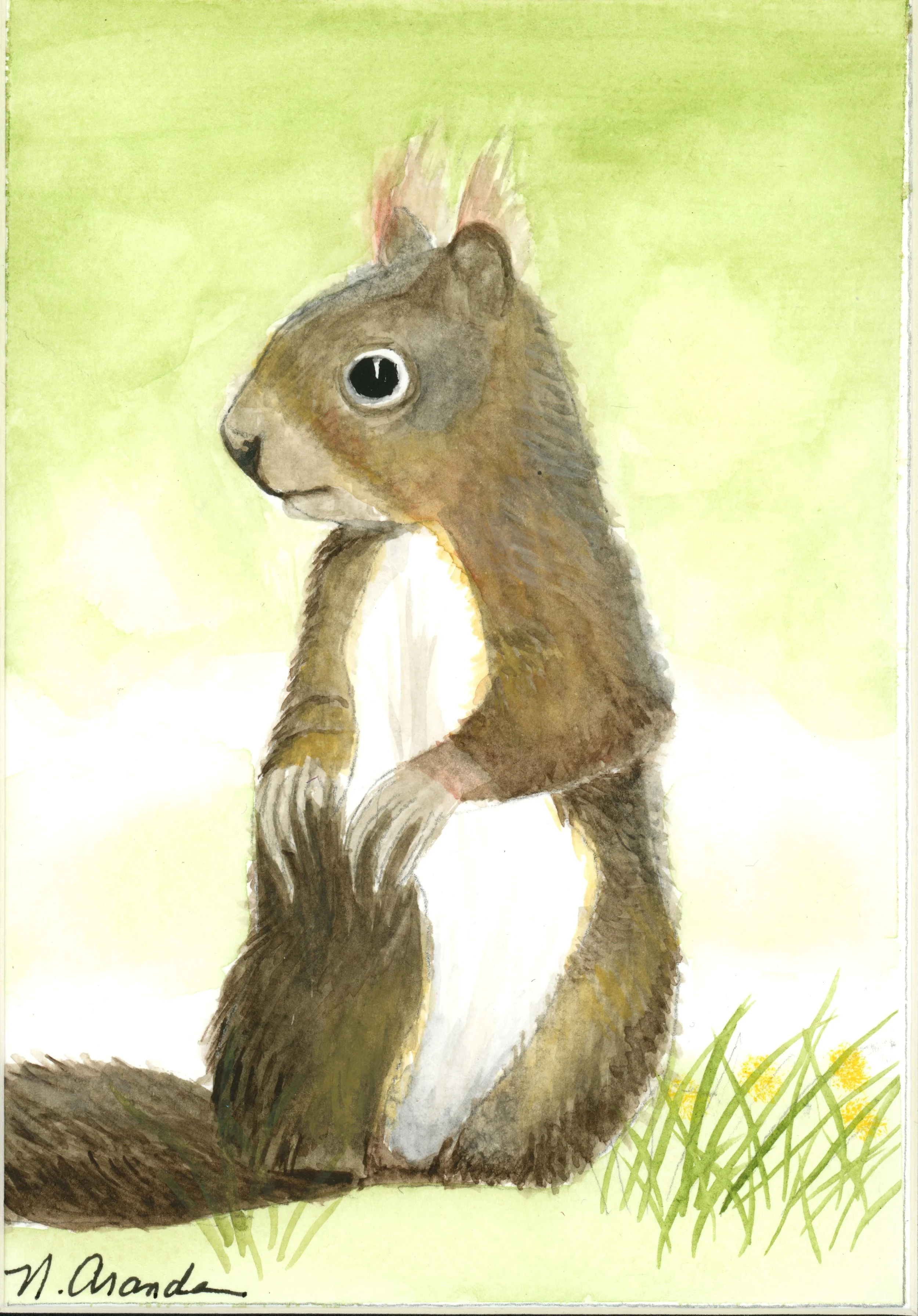 Squirrel