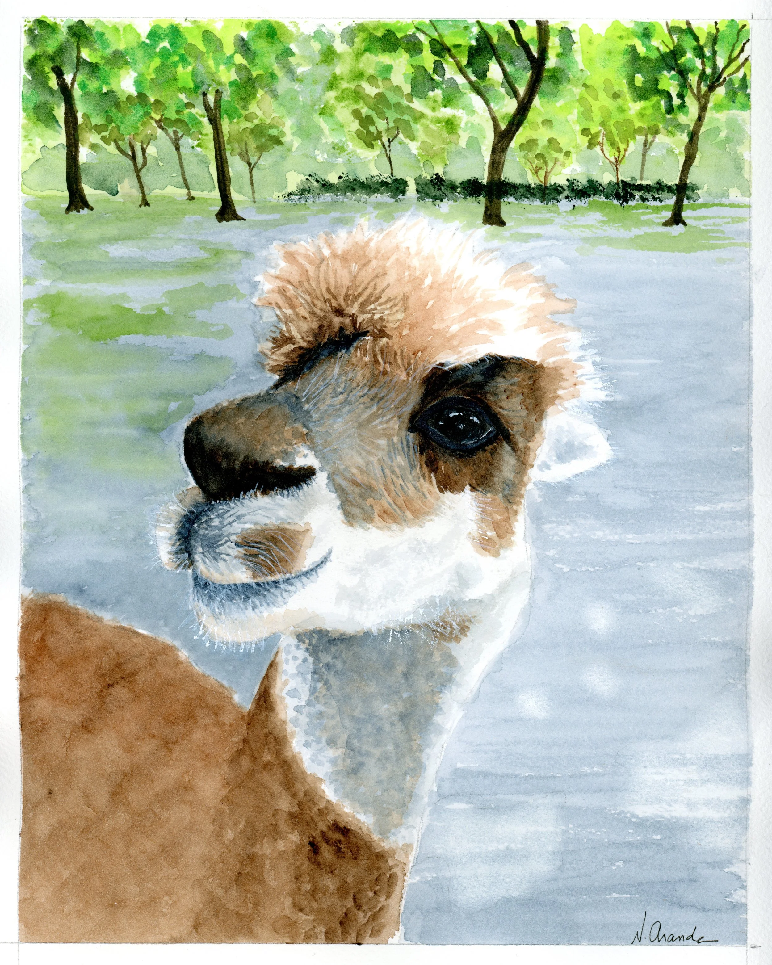Alpaca From Queens