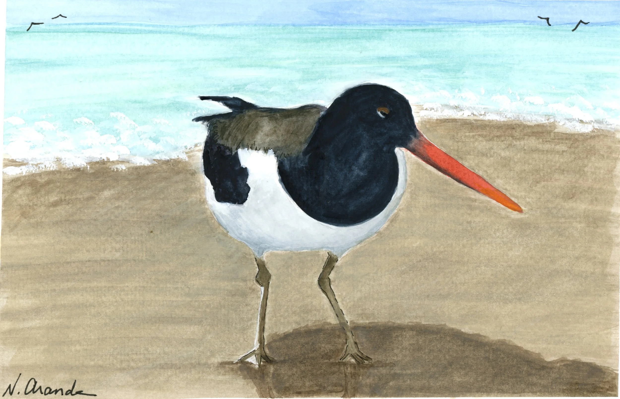 Oyster Catcher