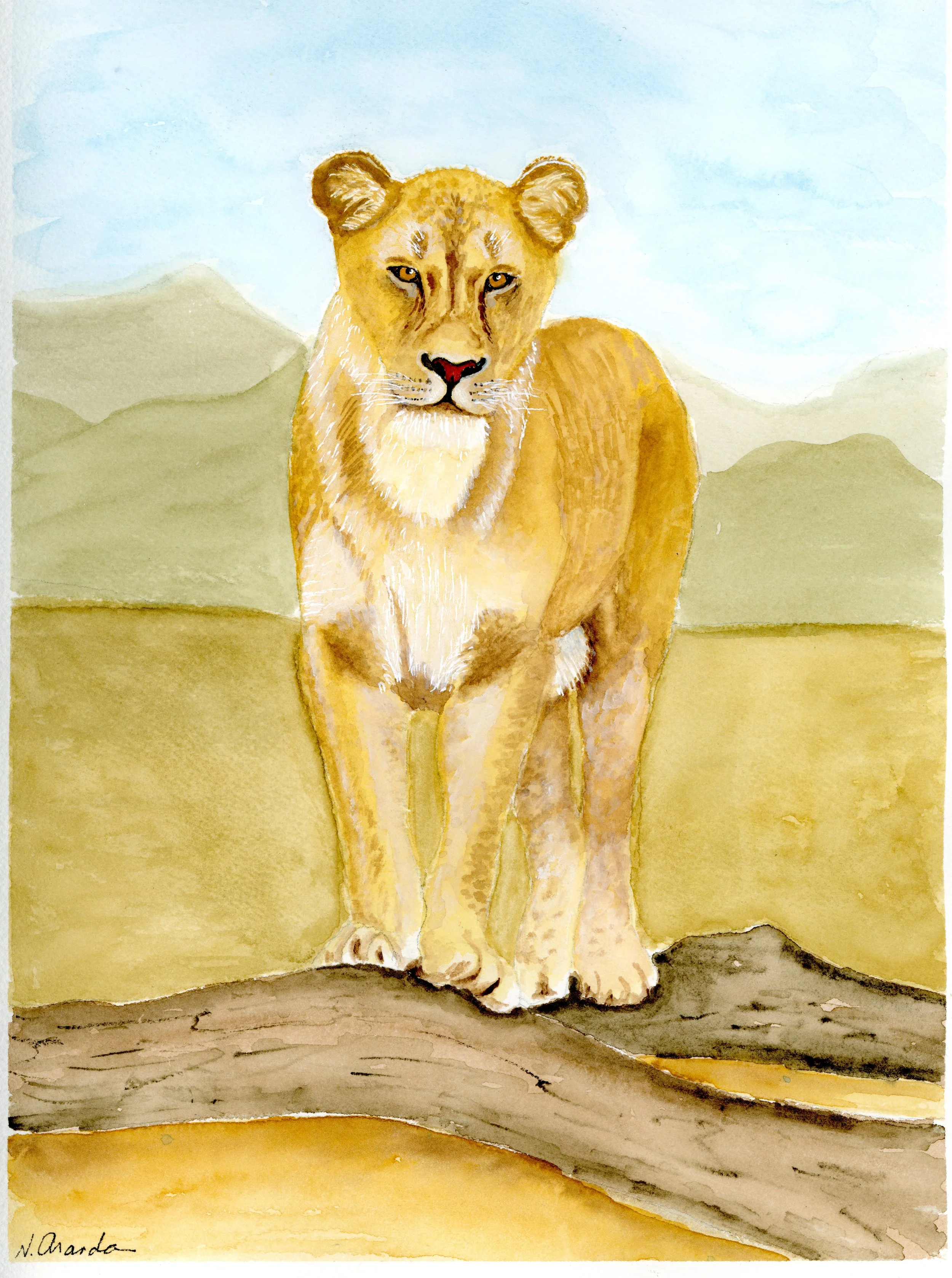Lioness
