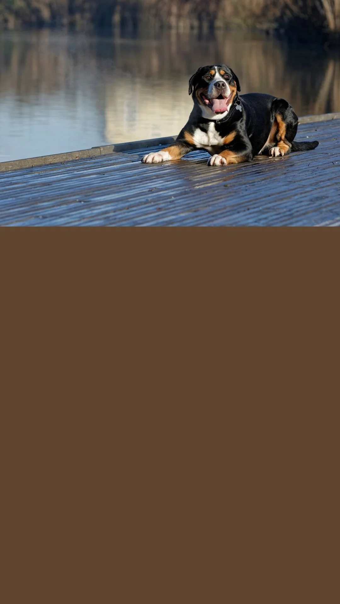 A Friendly Dog Who Loves Water