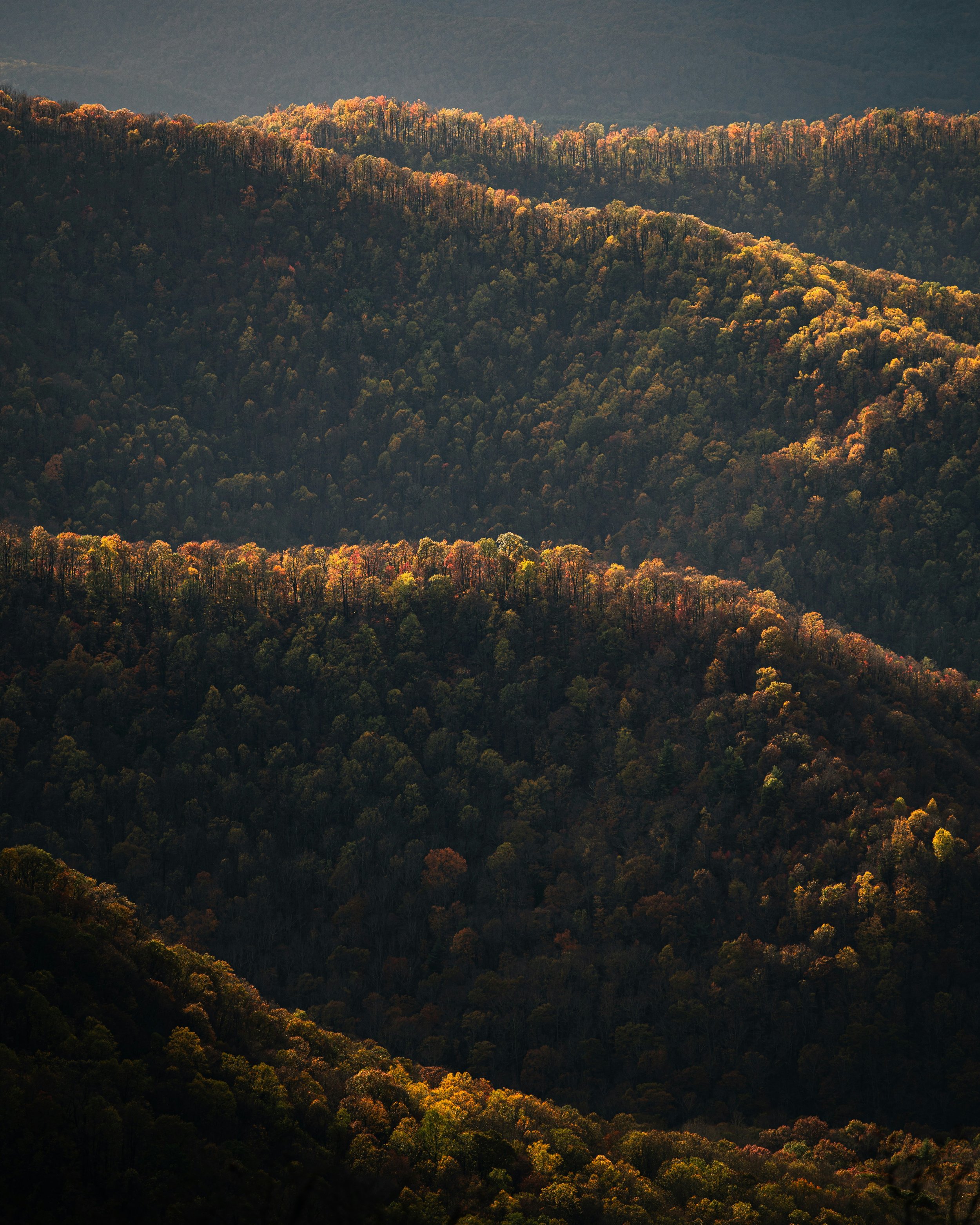 A forested mountain range in the Mid Atlantic with trees showing fall colors, illuminated by sunlight with a darker sky background.