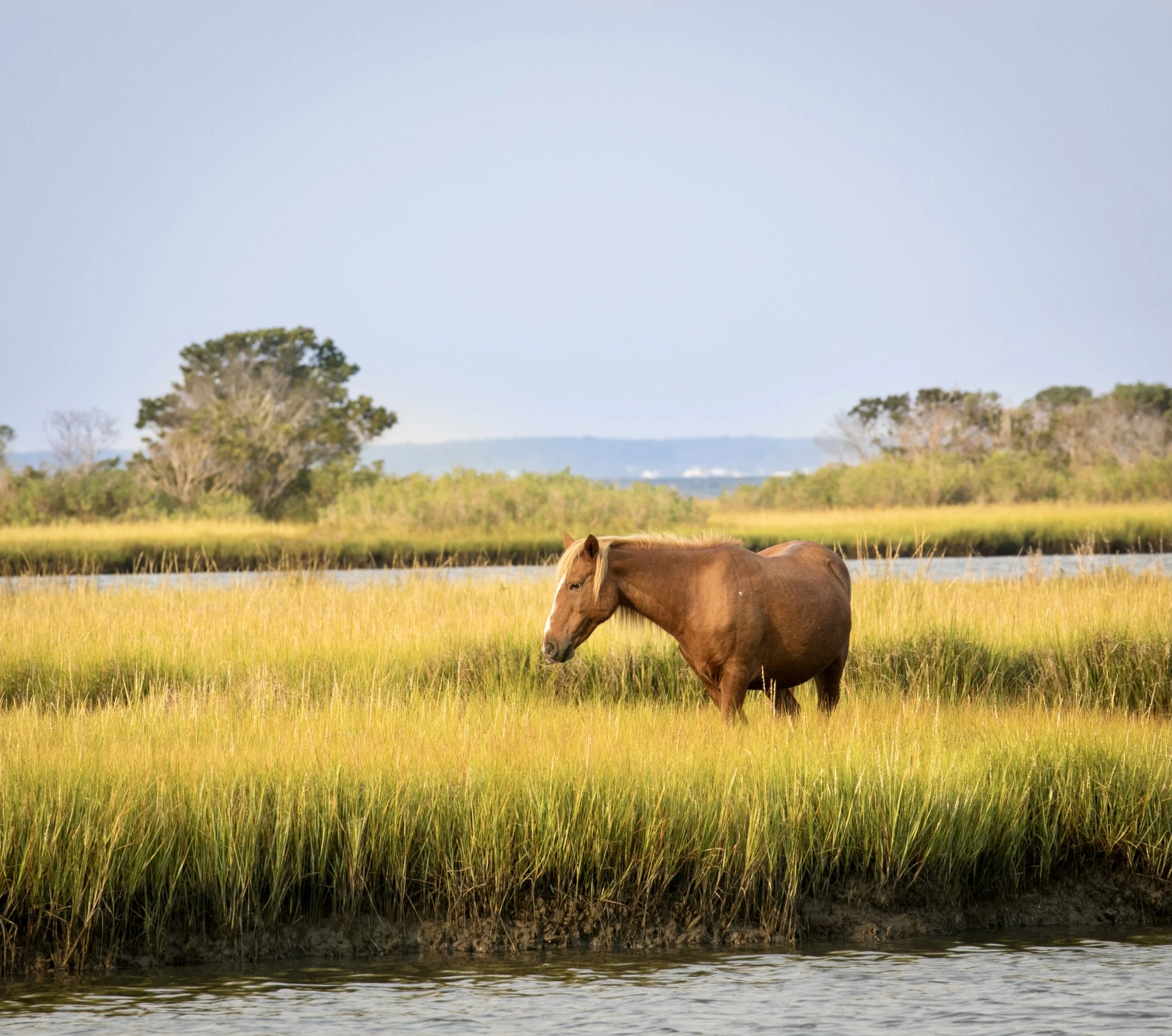 A brown horse grazing in a lush green field near a body of water in the Mid Atlantic, with trees and a distant landscape under a clear blue sky.