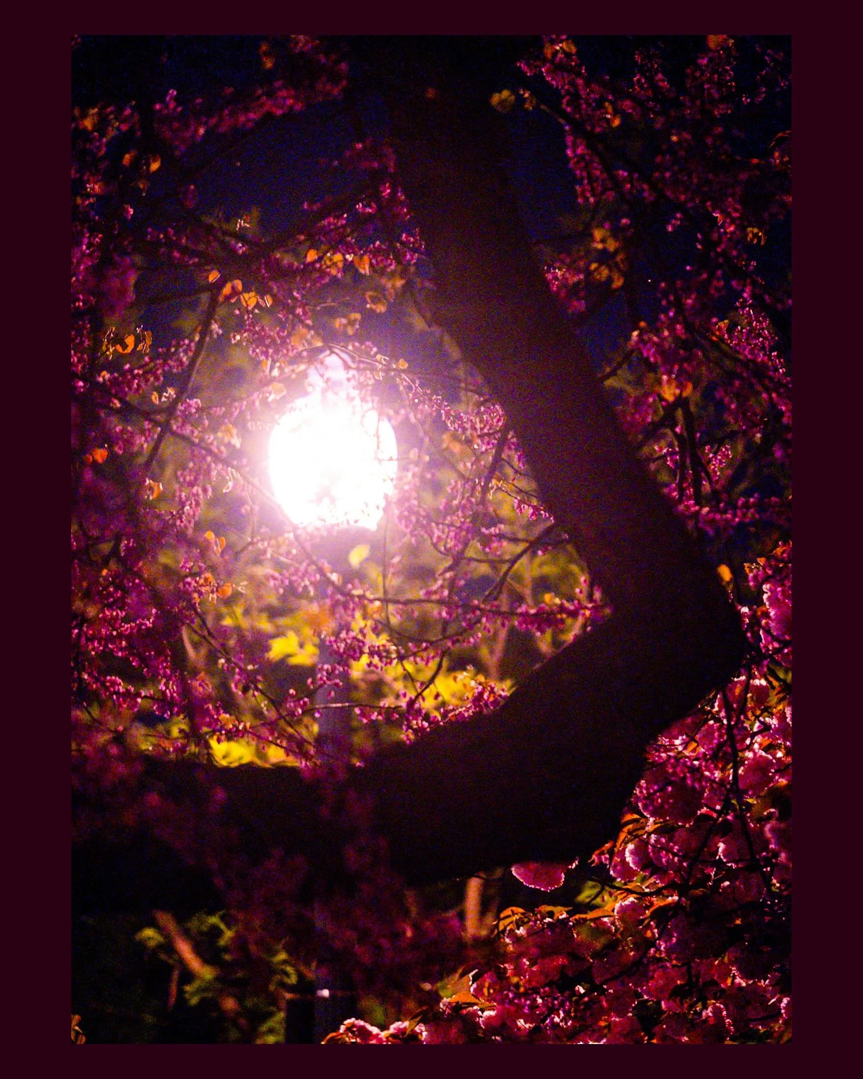 1 

next up, some magenta moments since that color is already on my mind
