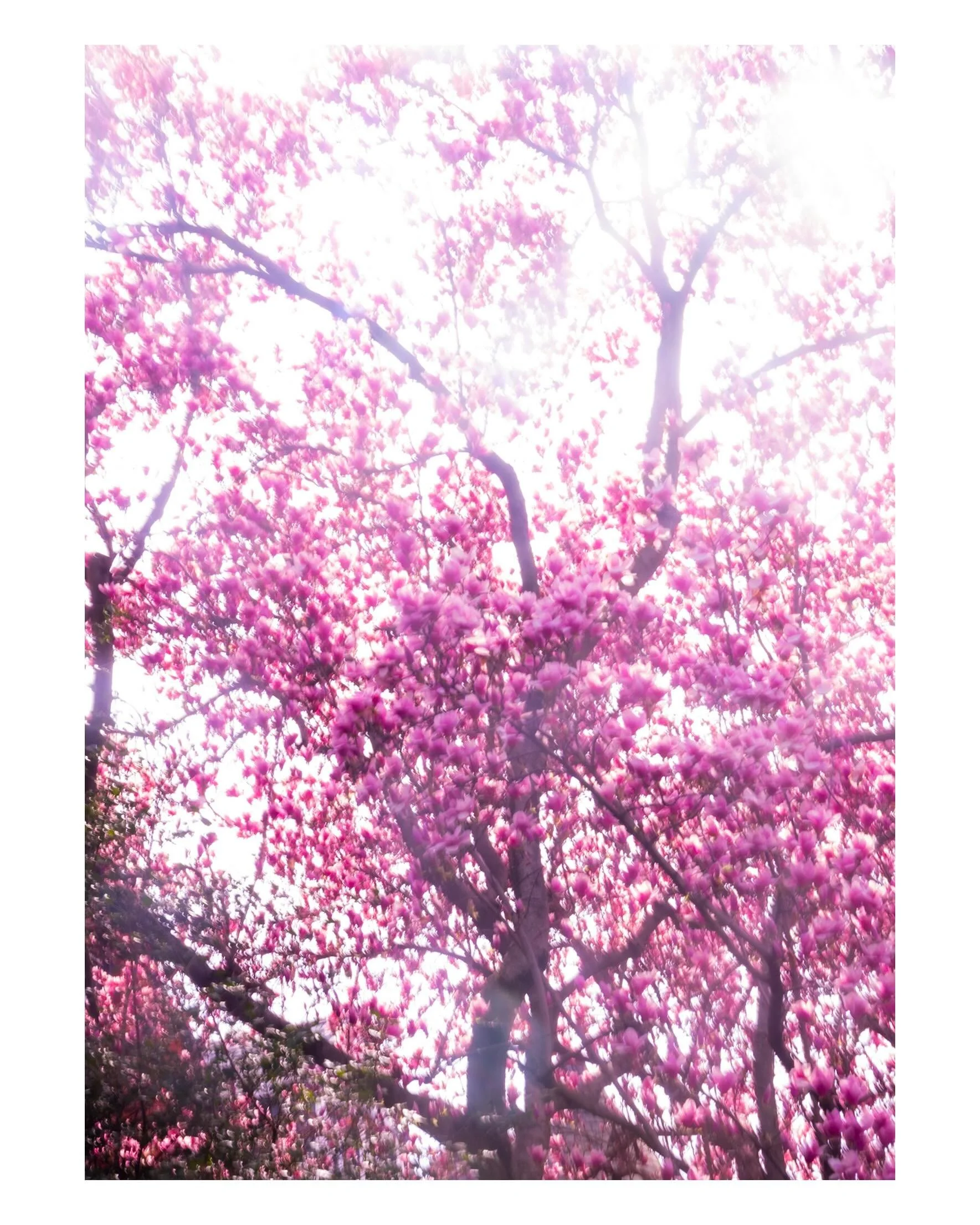 1 

while i&rsquo;m feeling magenta, i thought id revisit some oldies that still sit with me from spring ✨