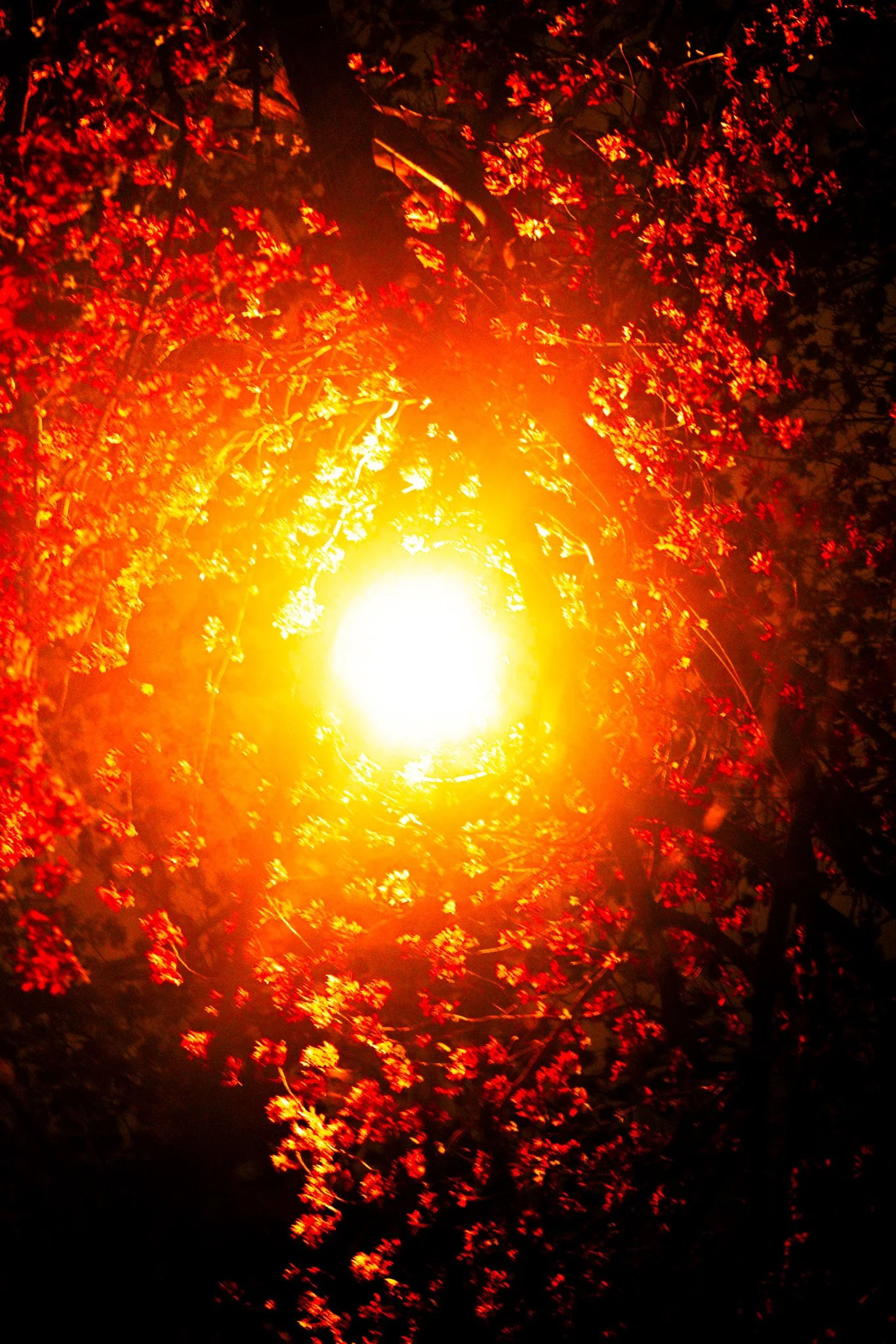 DSCF6239.jpg