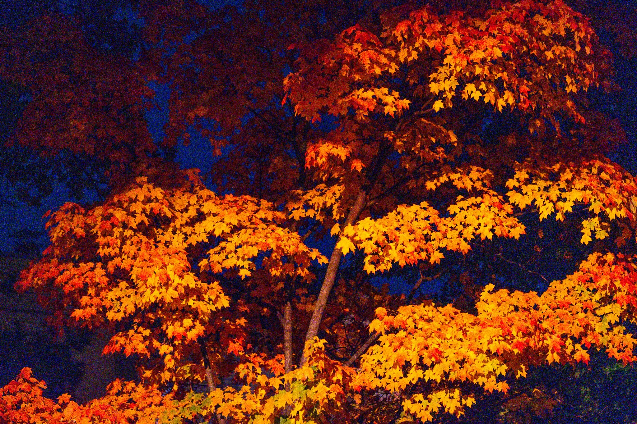 DSCF2983.jpg