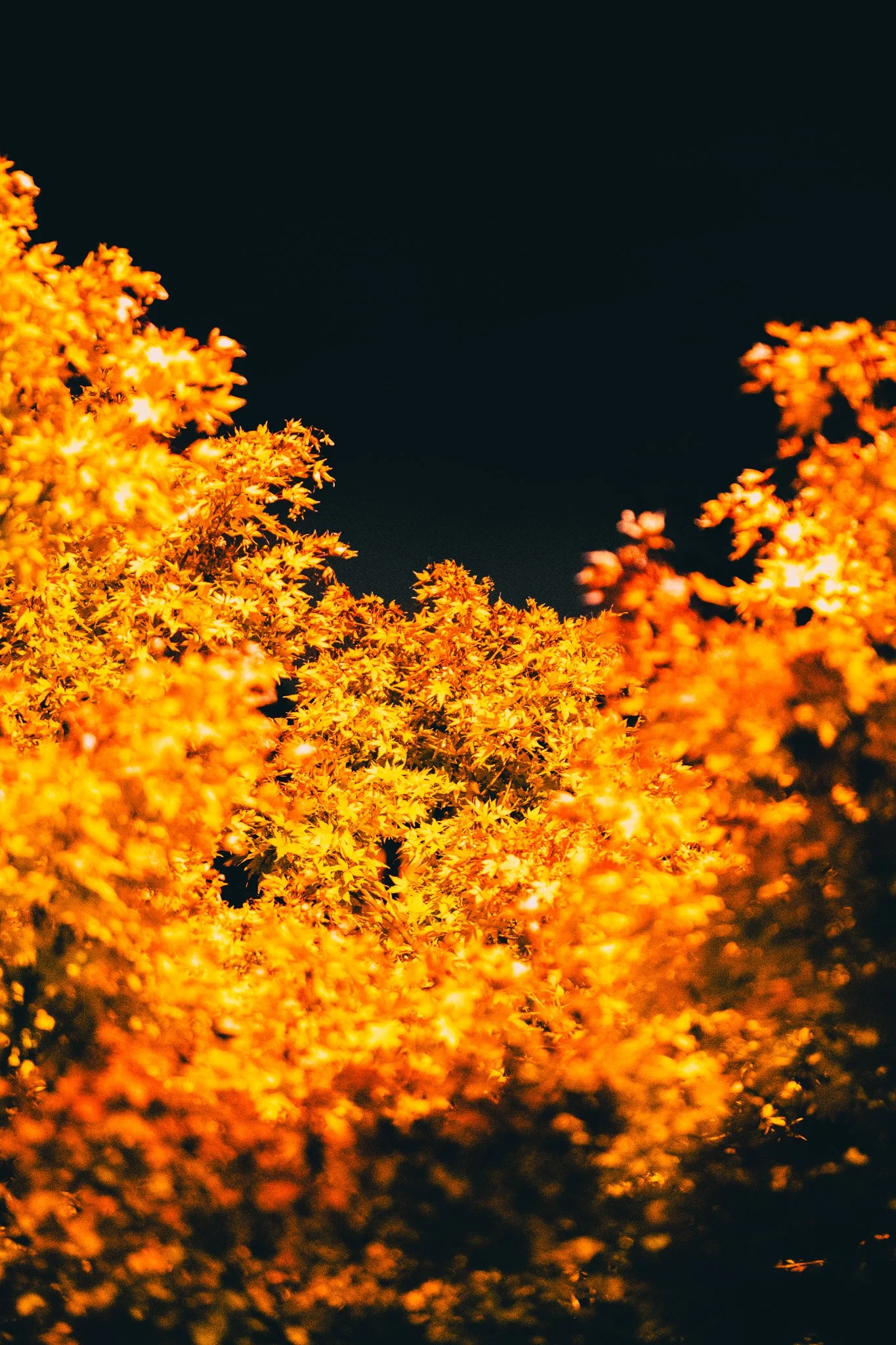 DSCF4756.jpg