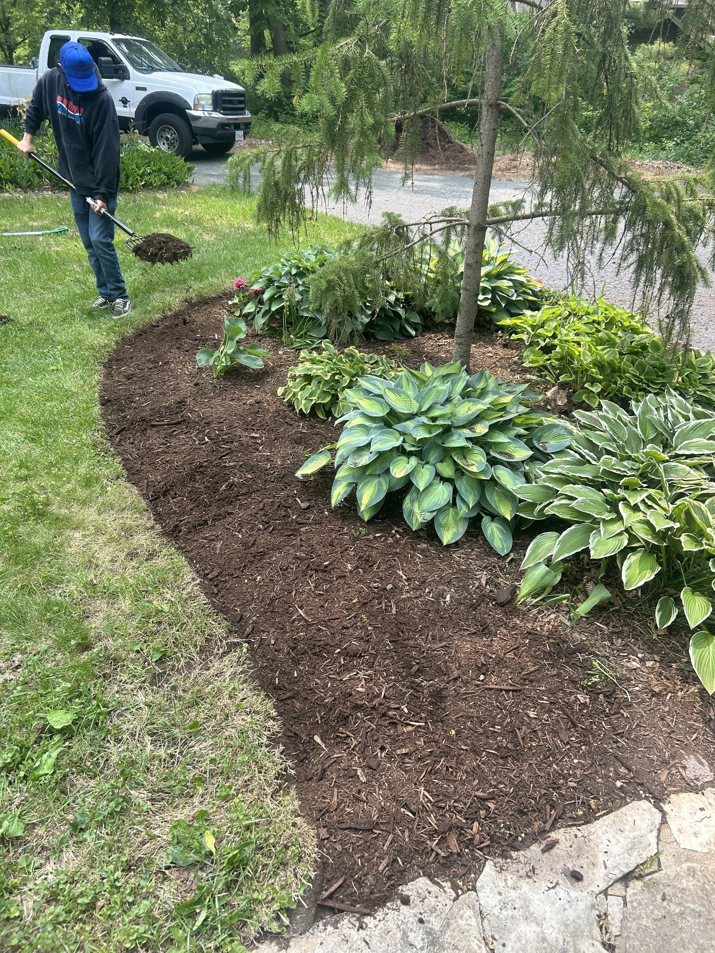 Person spreading mulch around the base of a small tree and bushes in a landscaped garden bed.