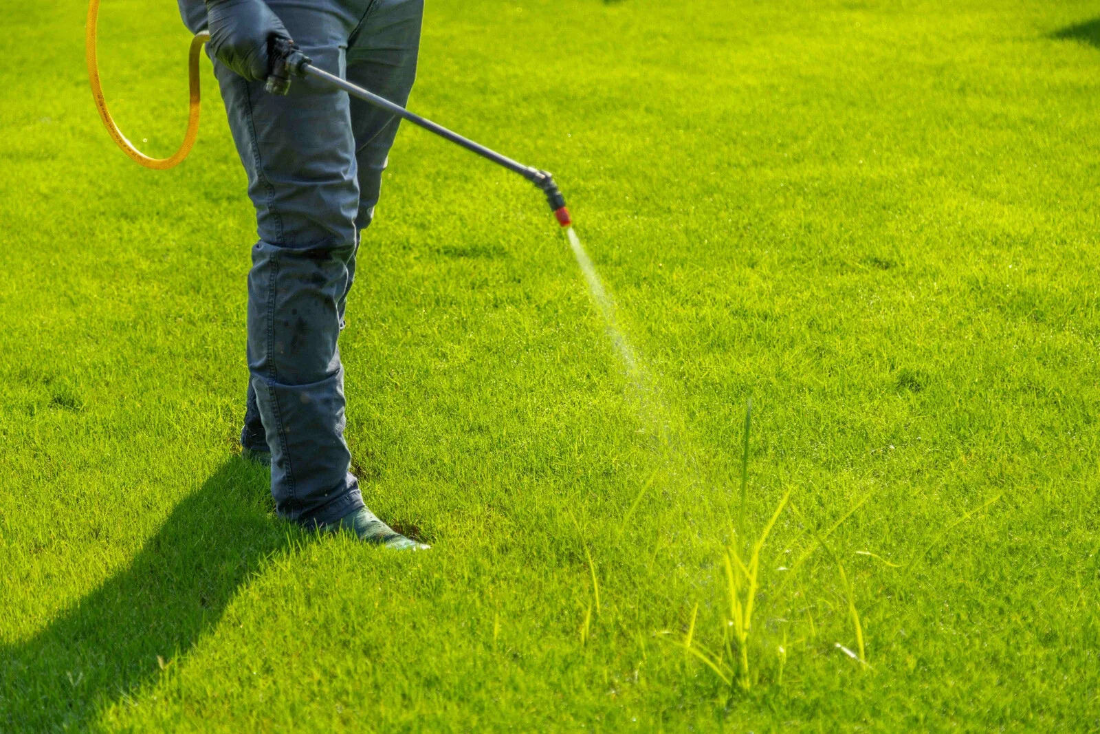 A person wearing dark jeans and gloves is using a sprayer to treat grass on a green lawn.