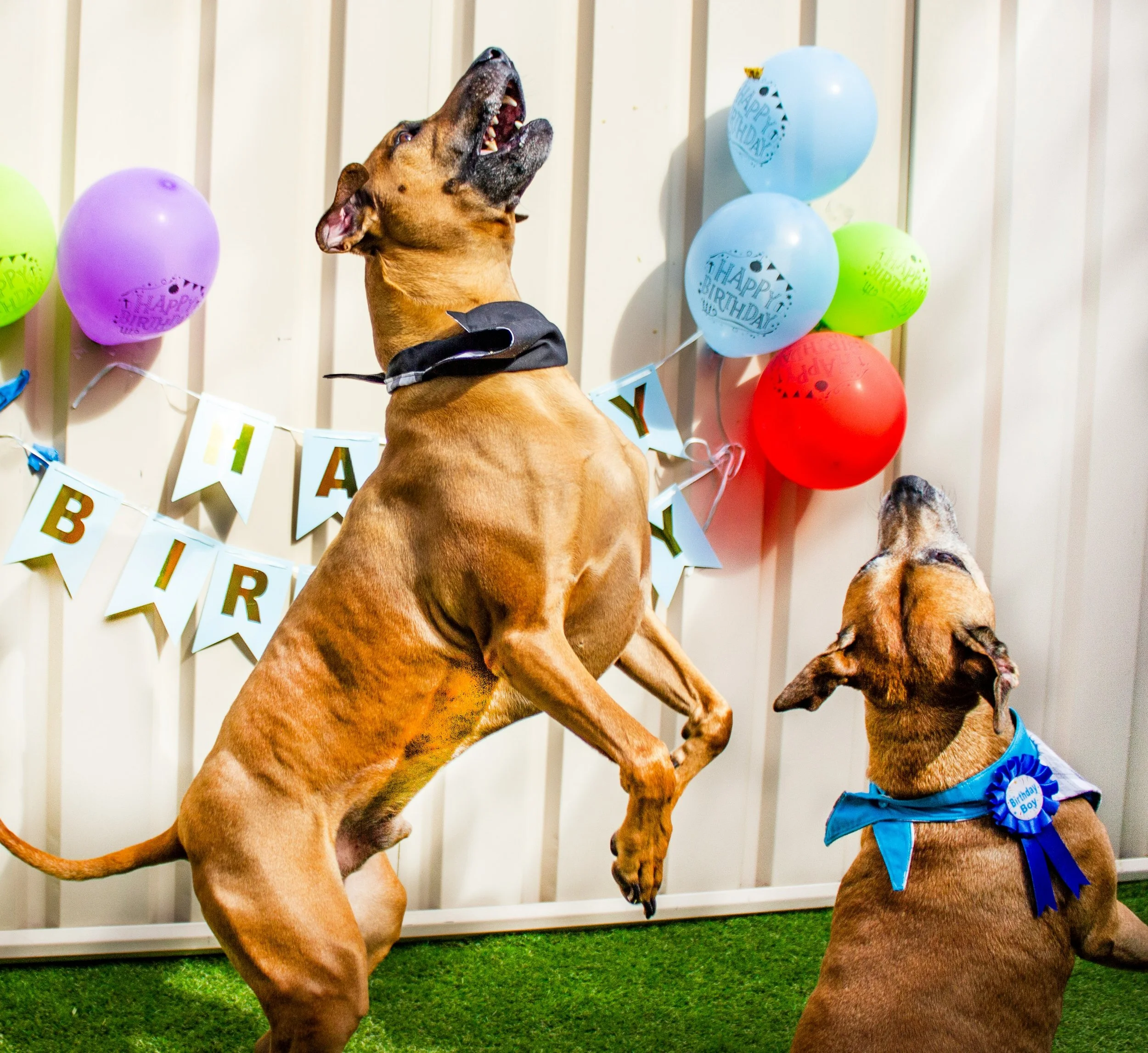 pawtography-perth-AklGzyAfIk4-unsplash.jpg