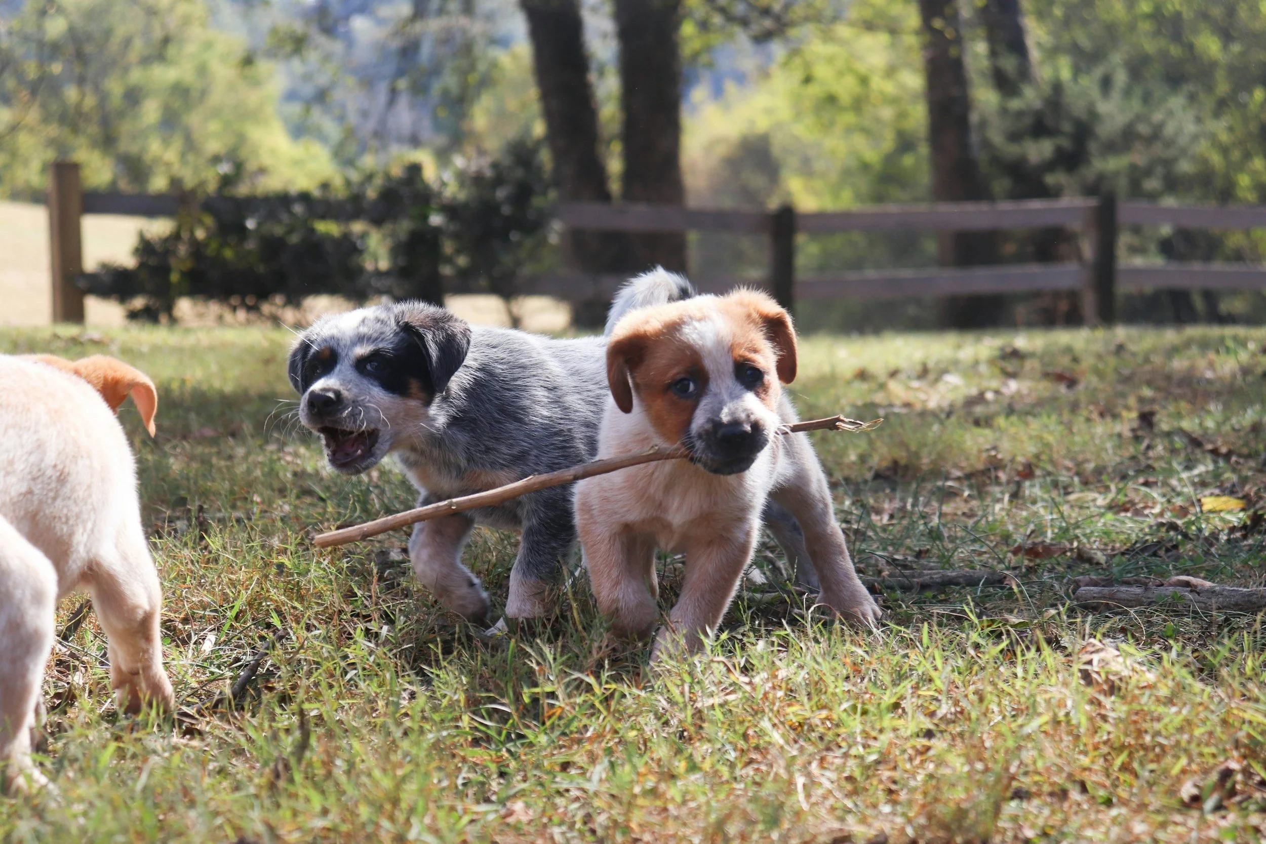Three puppies playing outdoors on grass with trees and a fence in the background. One puppy is holding a stick in its mouth.