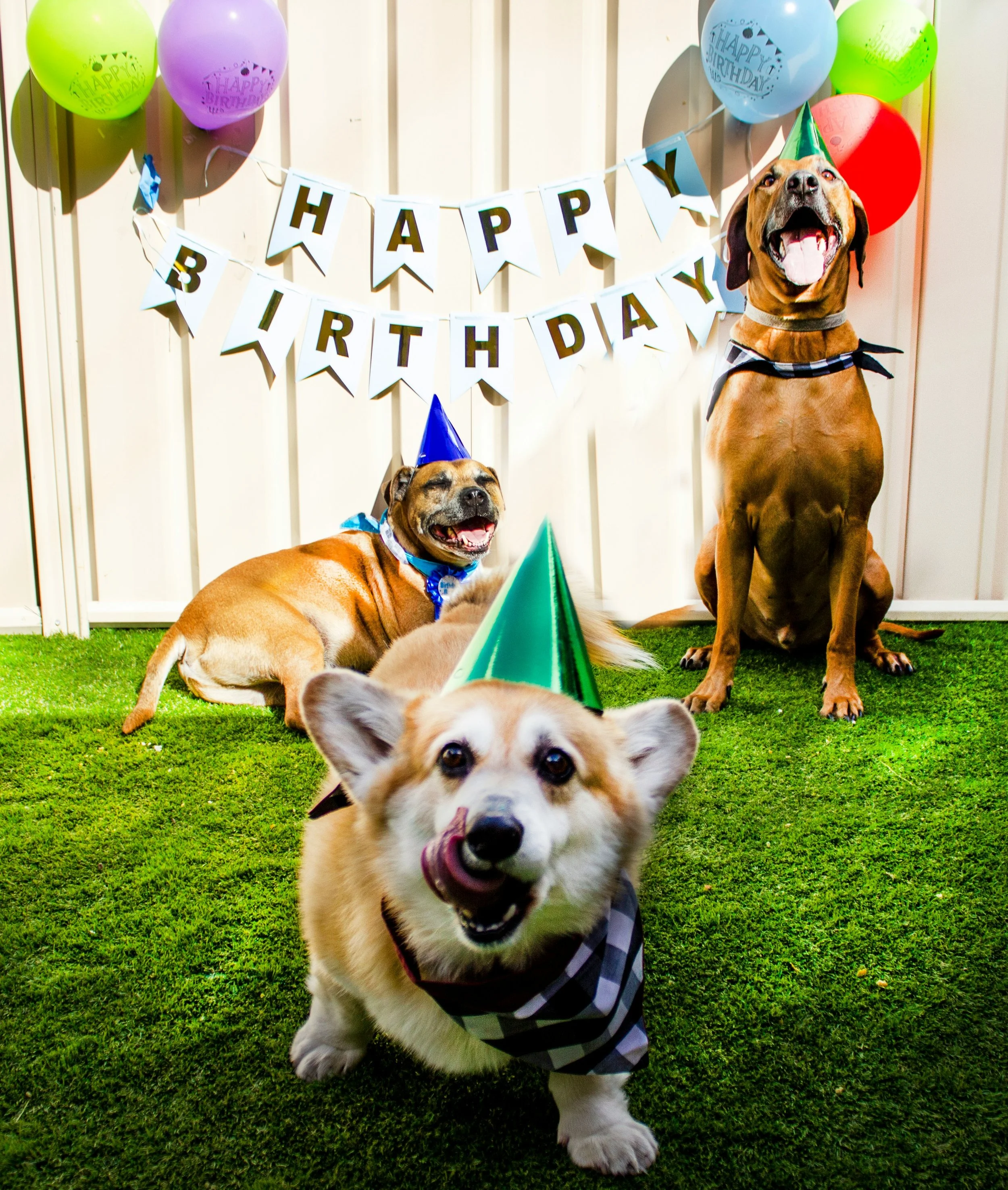 pawtography-perth-yLIJSH2OlNI-unsplash.jpg