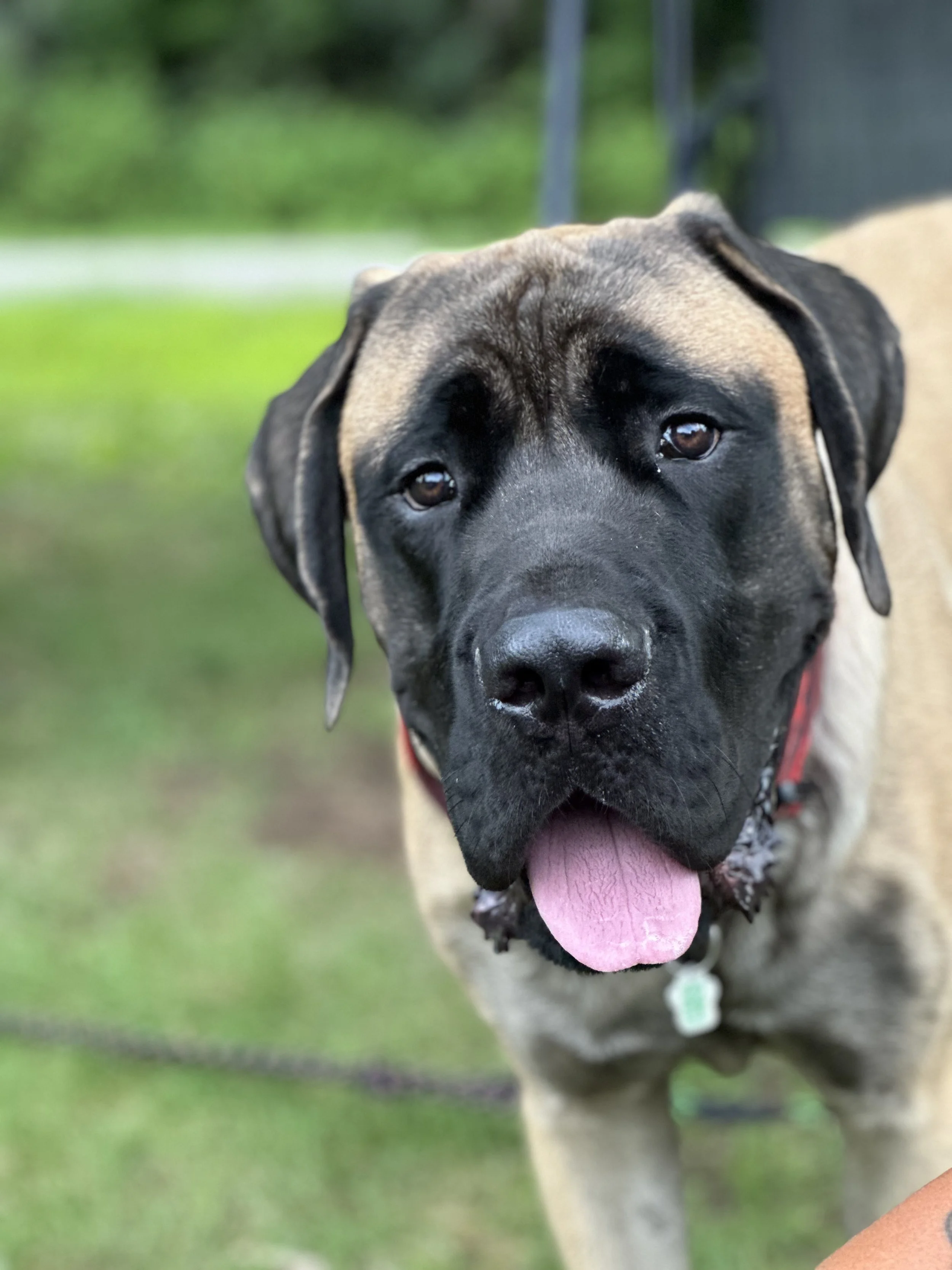 Close-up of a large dog with a tan and black coat, black face, and floppy ears, standing outdoors on grass with a blurred background.