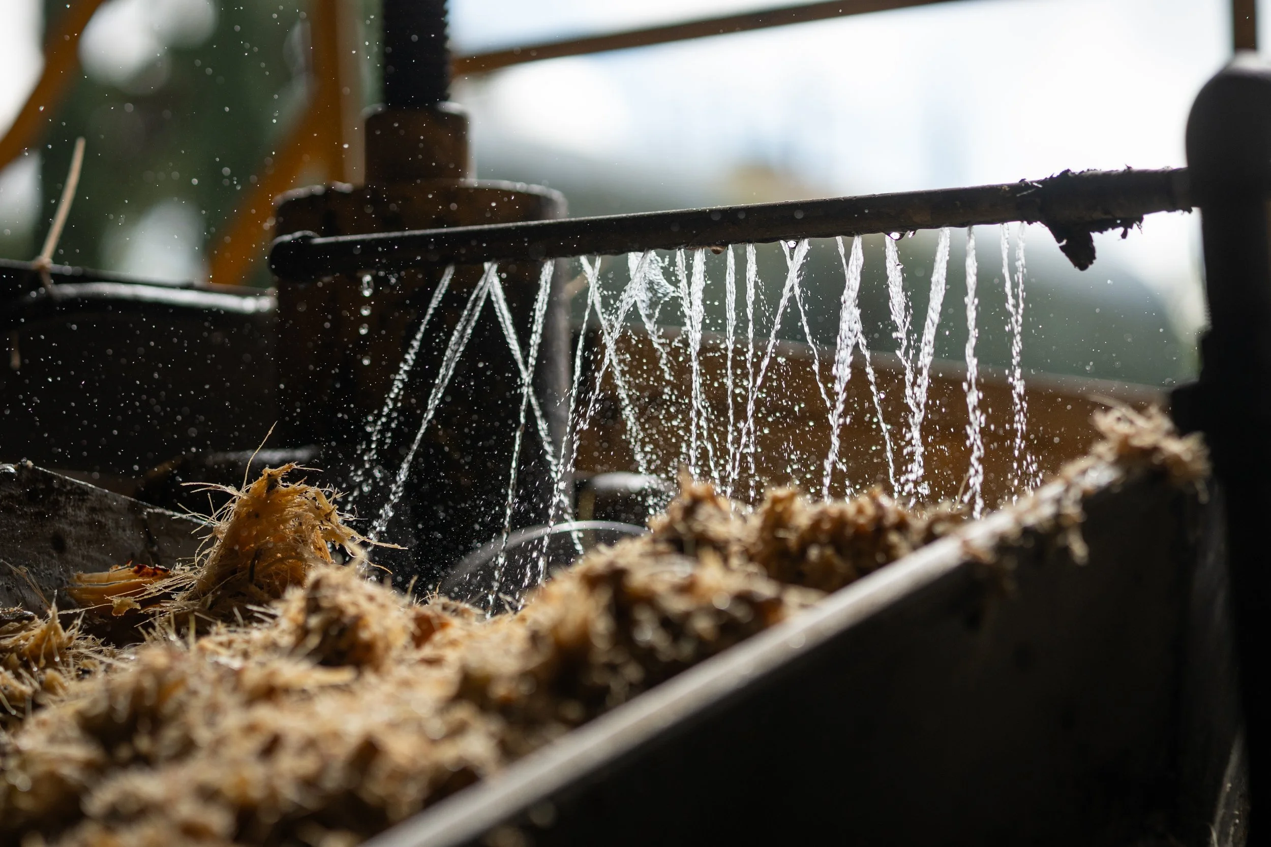 agave bagasse fibers going through tequila processing