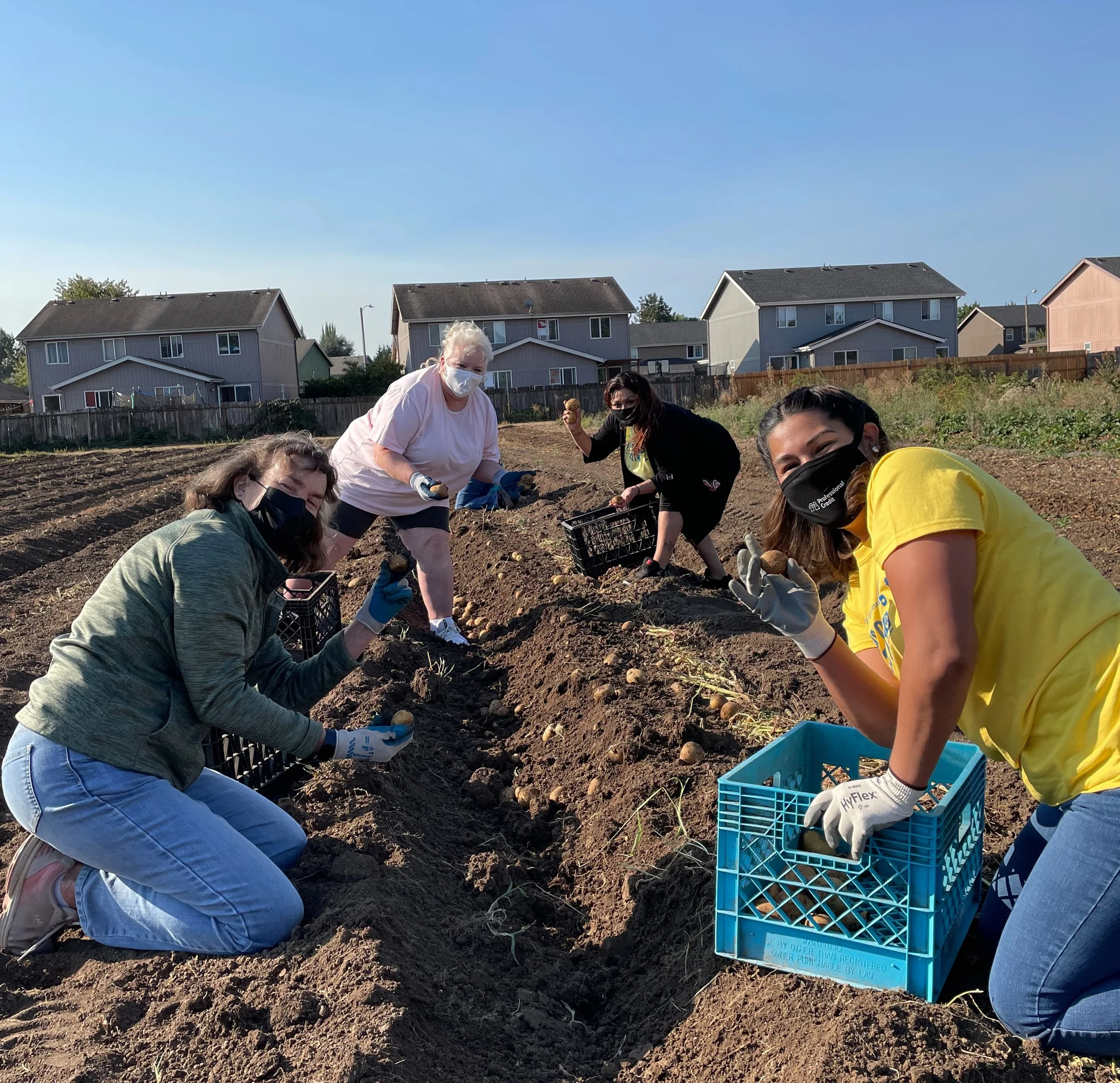 AM-team-harvesting-potatoes-1.jpg