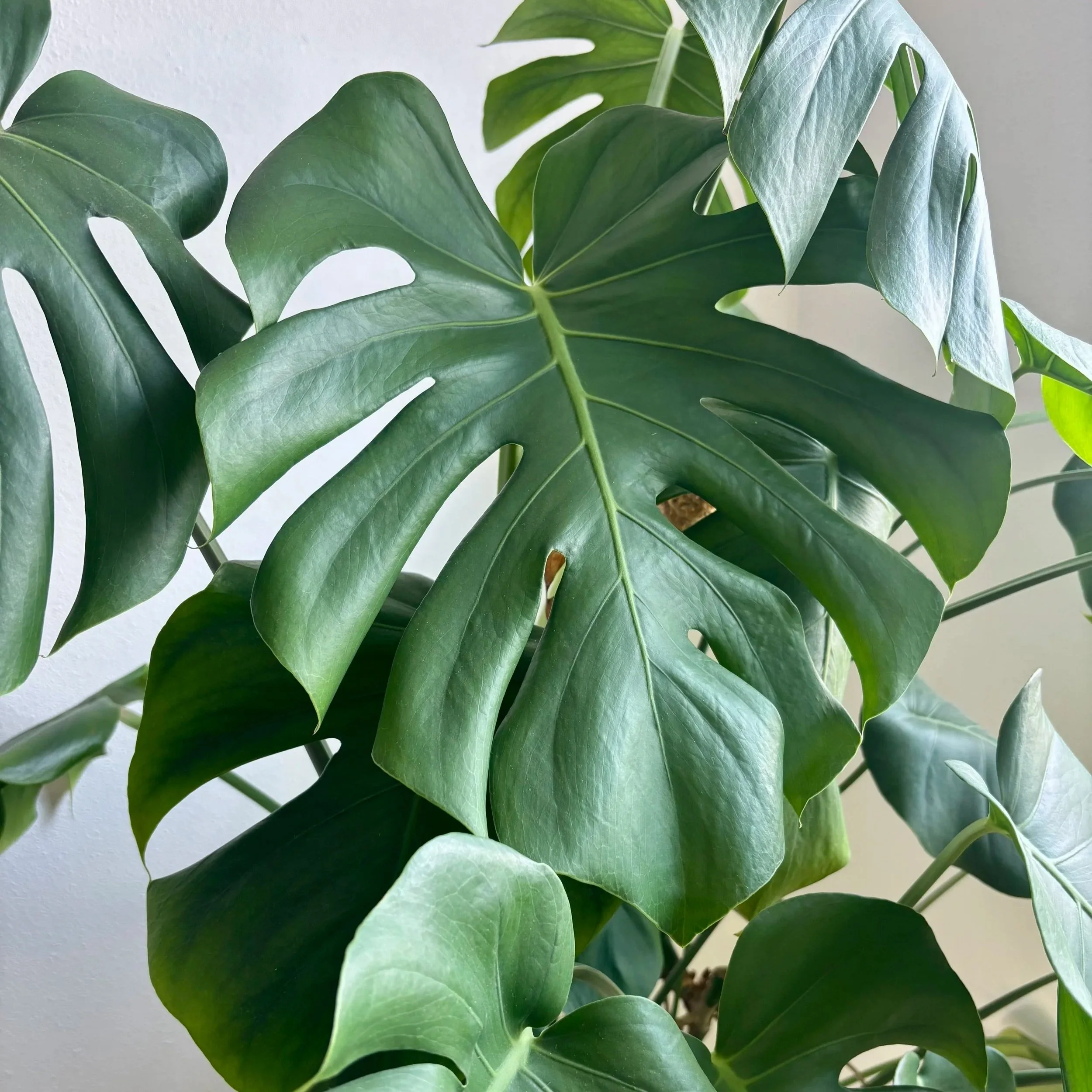 Close-up of green monstera leaves