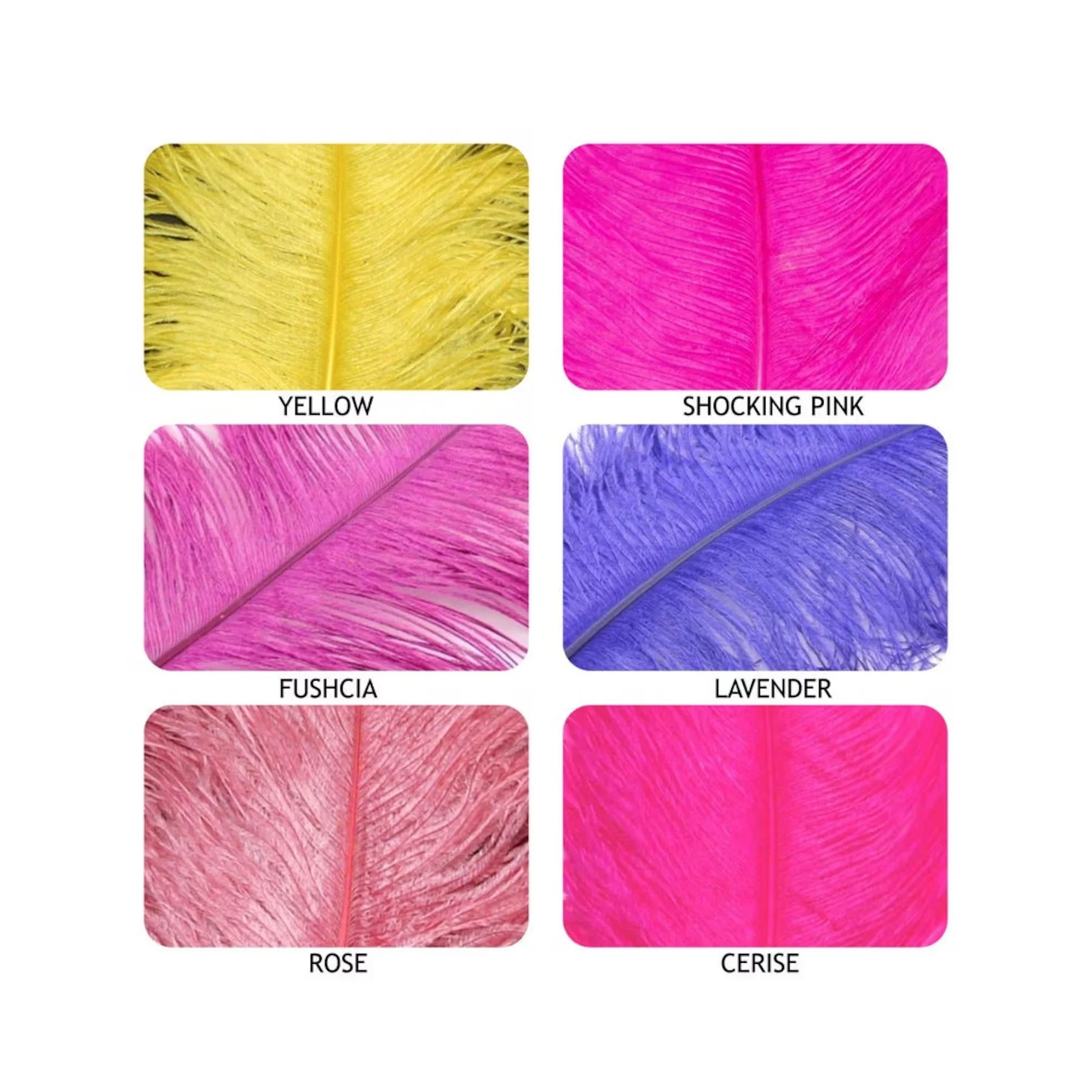 Feather Colors 3.jpg