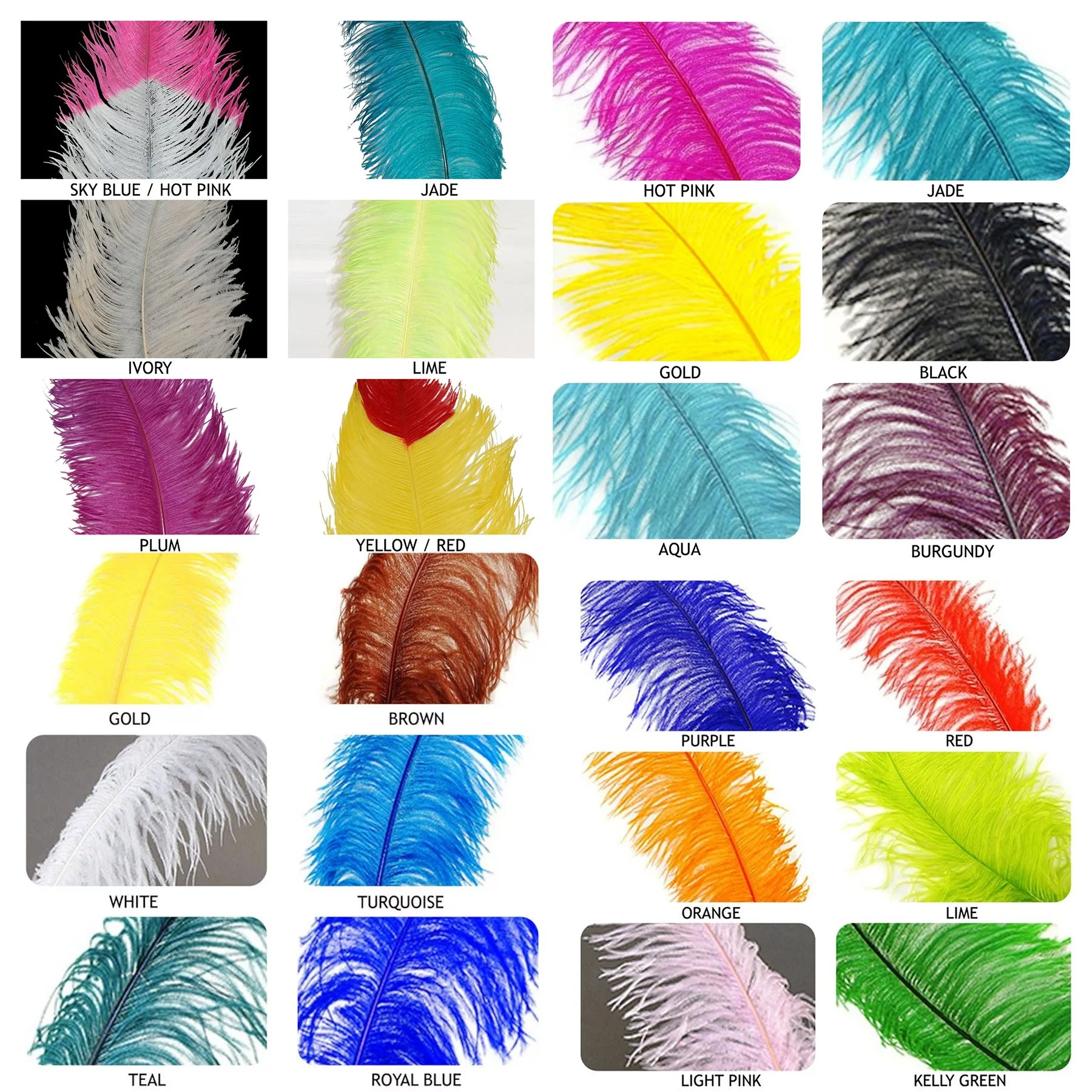Feather Colors 2.jpg