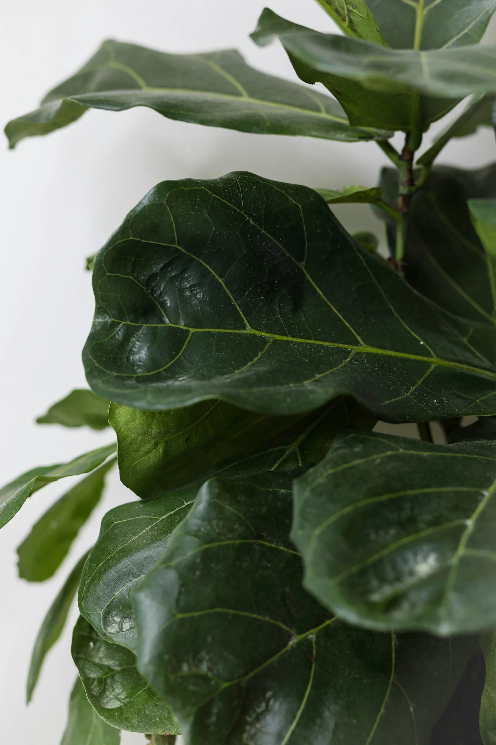 Close-up of lush, dark green holly leaves with prominent veins on a white background.
