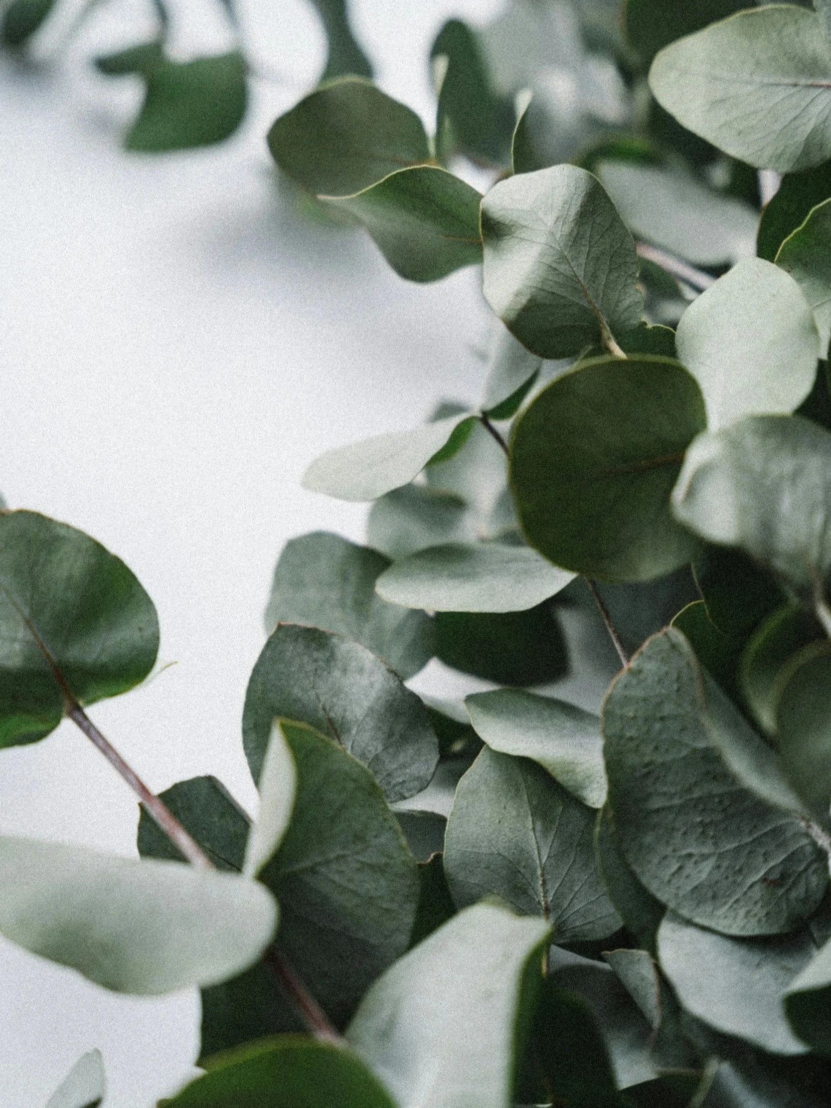 Close-up of eucalyptus leaves with a soft, neutral background.