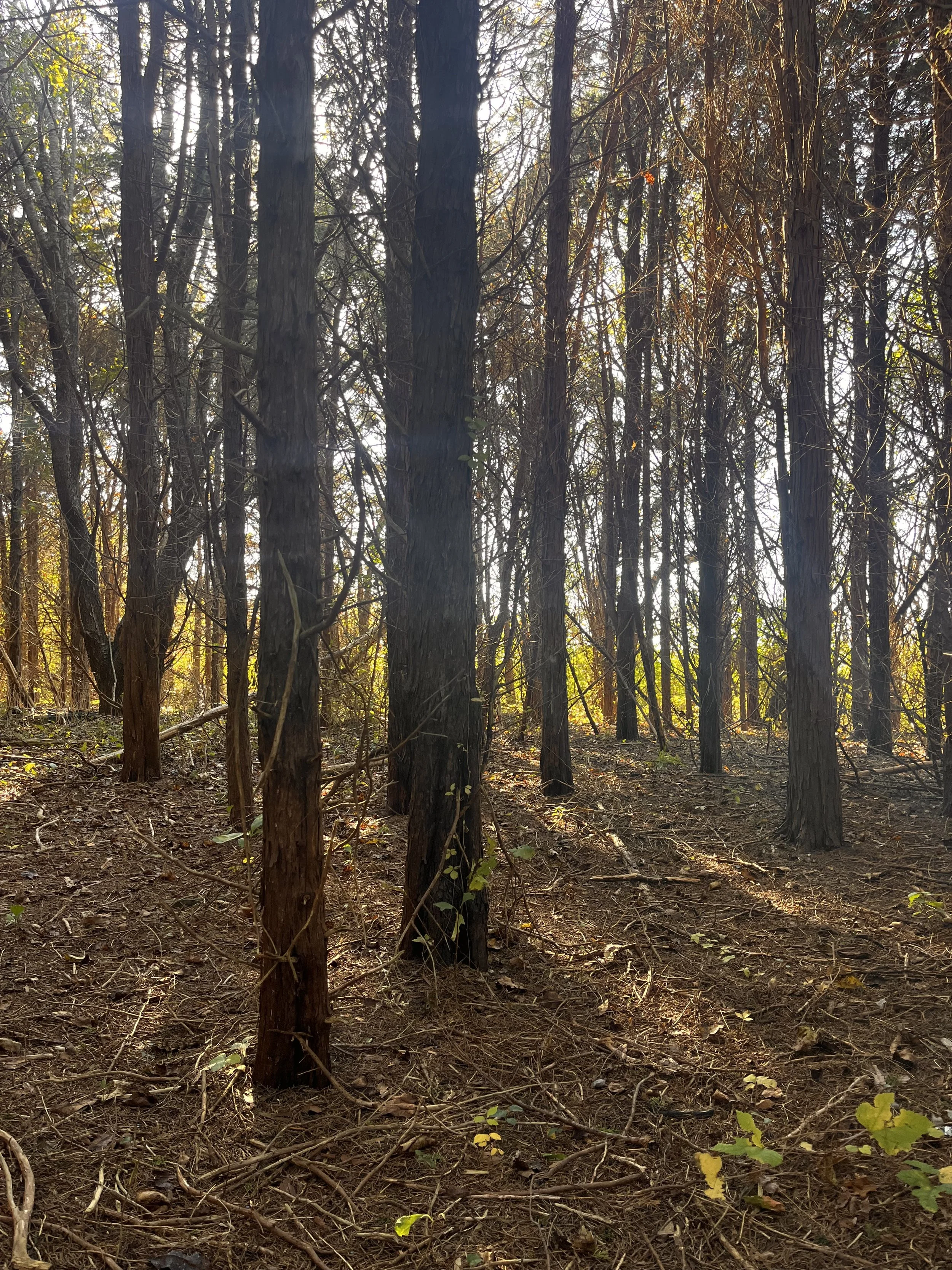 Rooted Body Care (70 min)