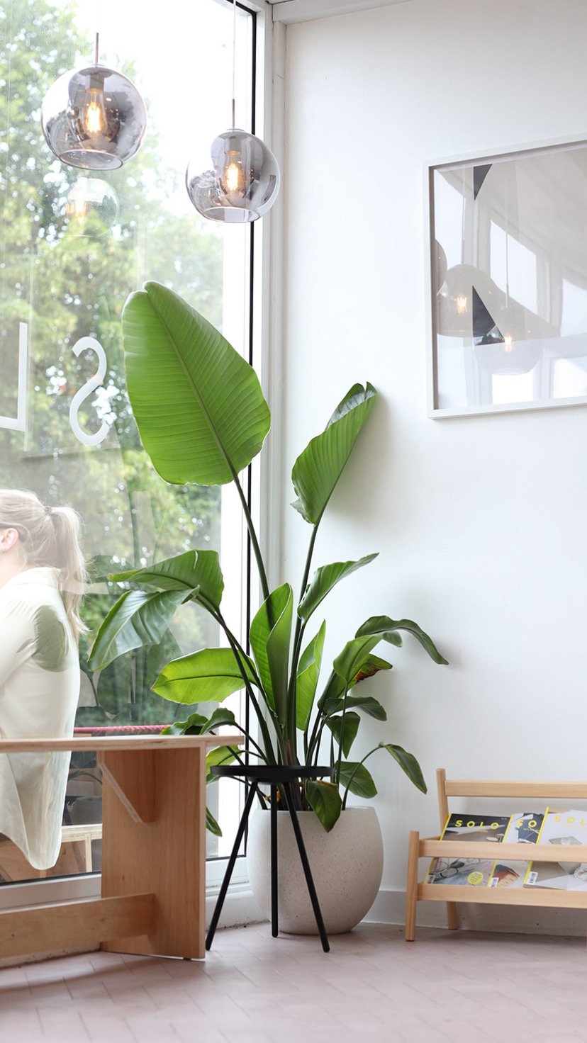 Indoor plant with large green leaves in a beige pot, next to a window with hanging pendant lights and a framed picture on a white wall, a magazine rack with magazines on the floor.