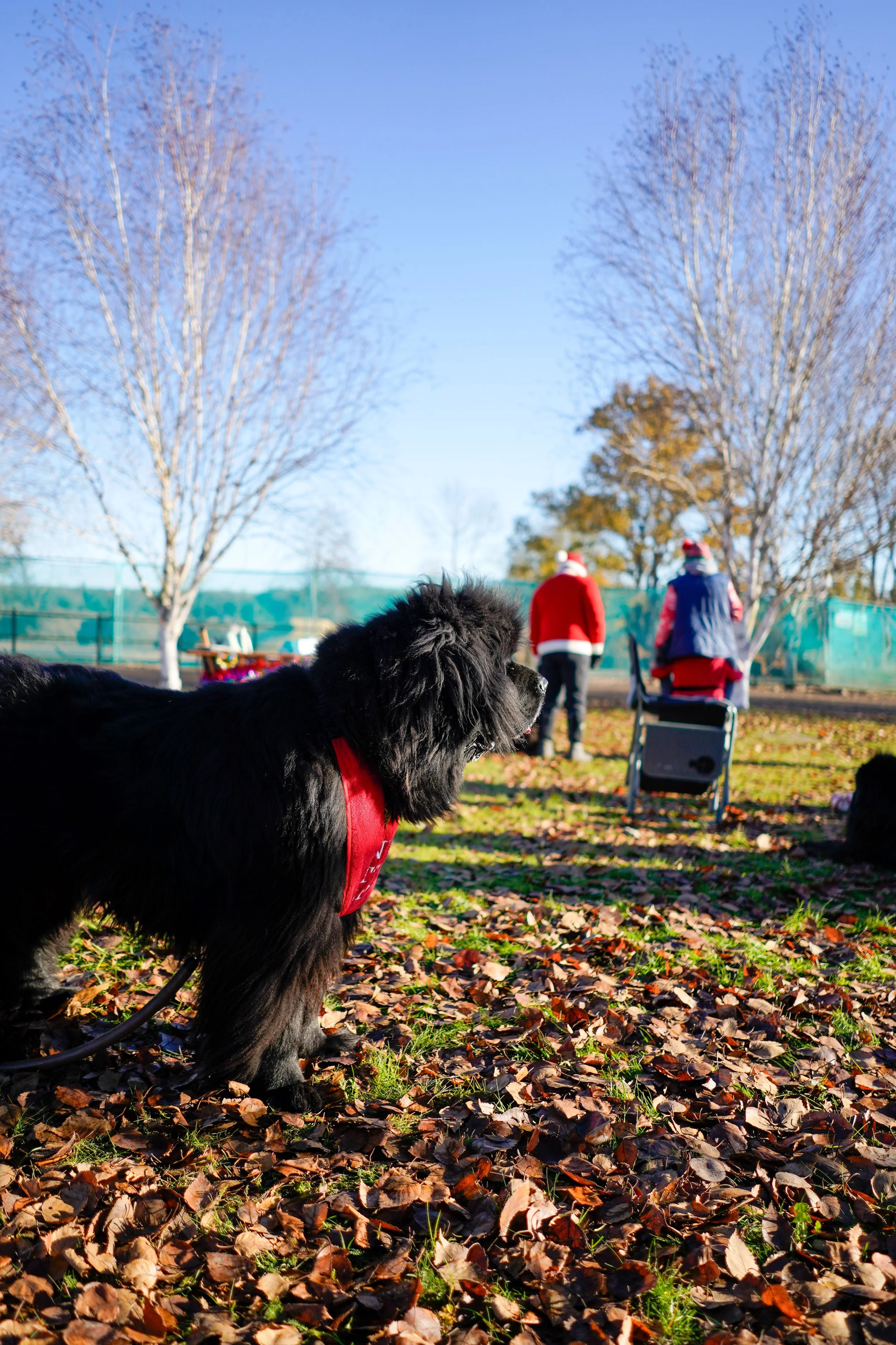 Black dog with a red vest sitting outdoors on fallen autumn leaves, with two people in Santa costumes and leafless trees in the background.