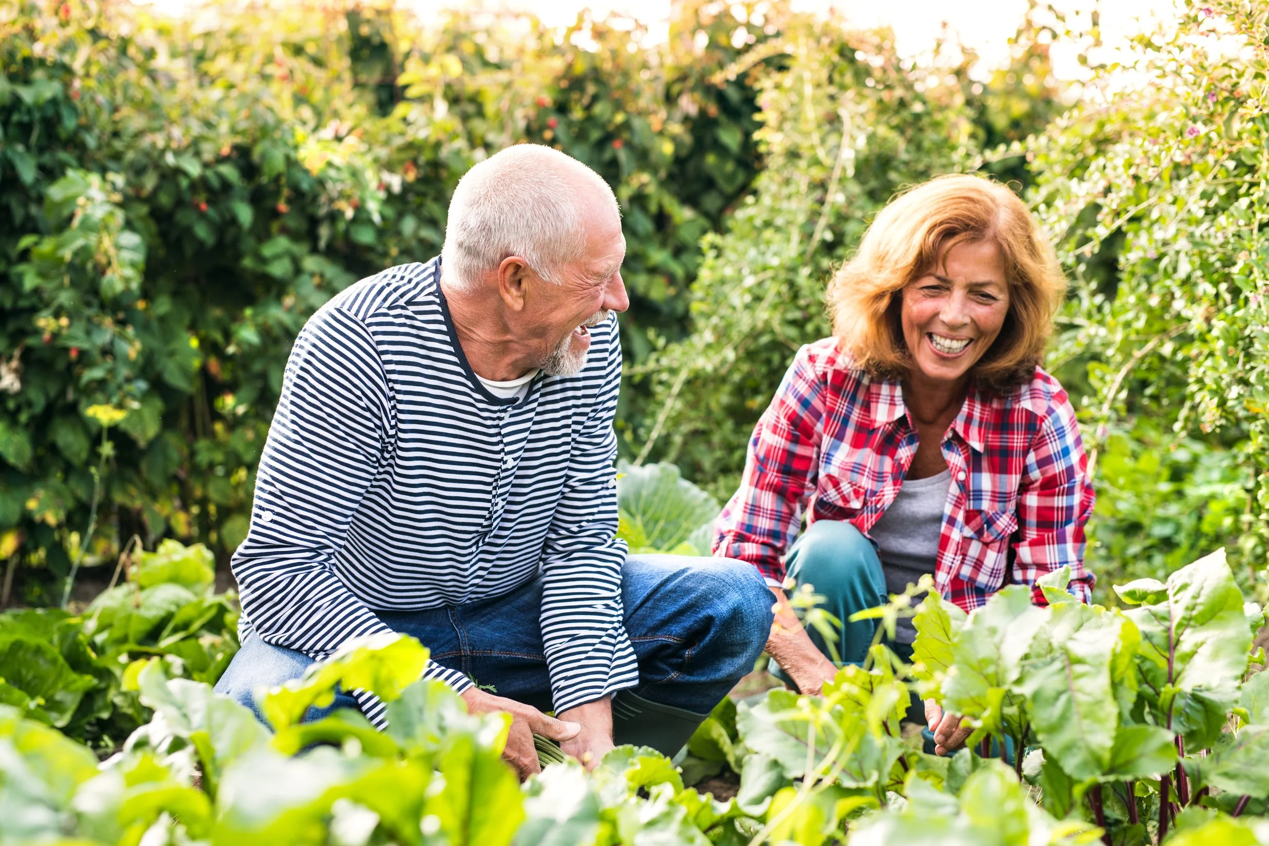 An elderly man and woman gardening together in a lush, green garden, both smiling and enjoying their time.