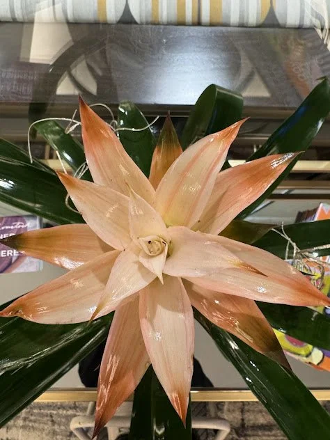 Bromeliad accent installation, thoughtfully placed to enhance an interior plant display and professionally maintained in the Treasure Valley.